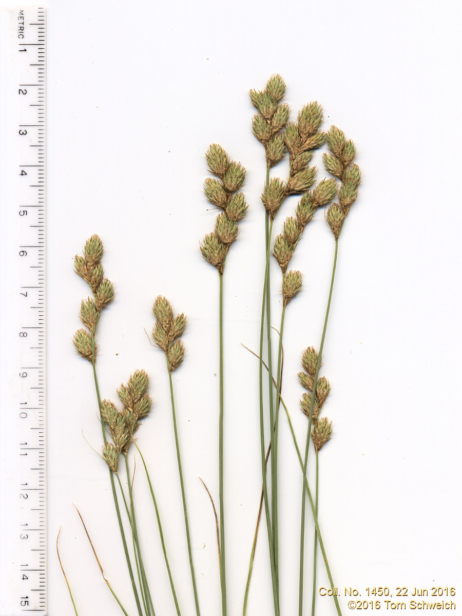 Cyperaceae Carex brevior