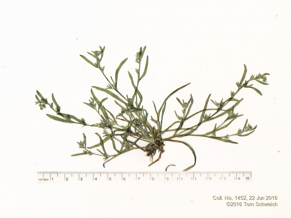 Boraginaceae Plagiobothrys scouleri hispidulus
