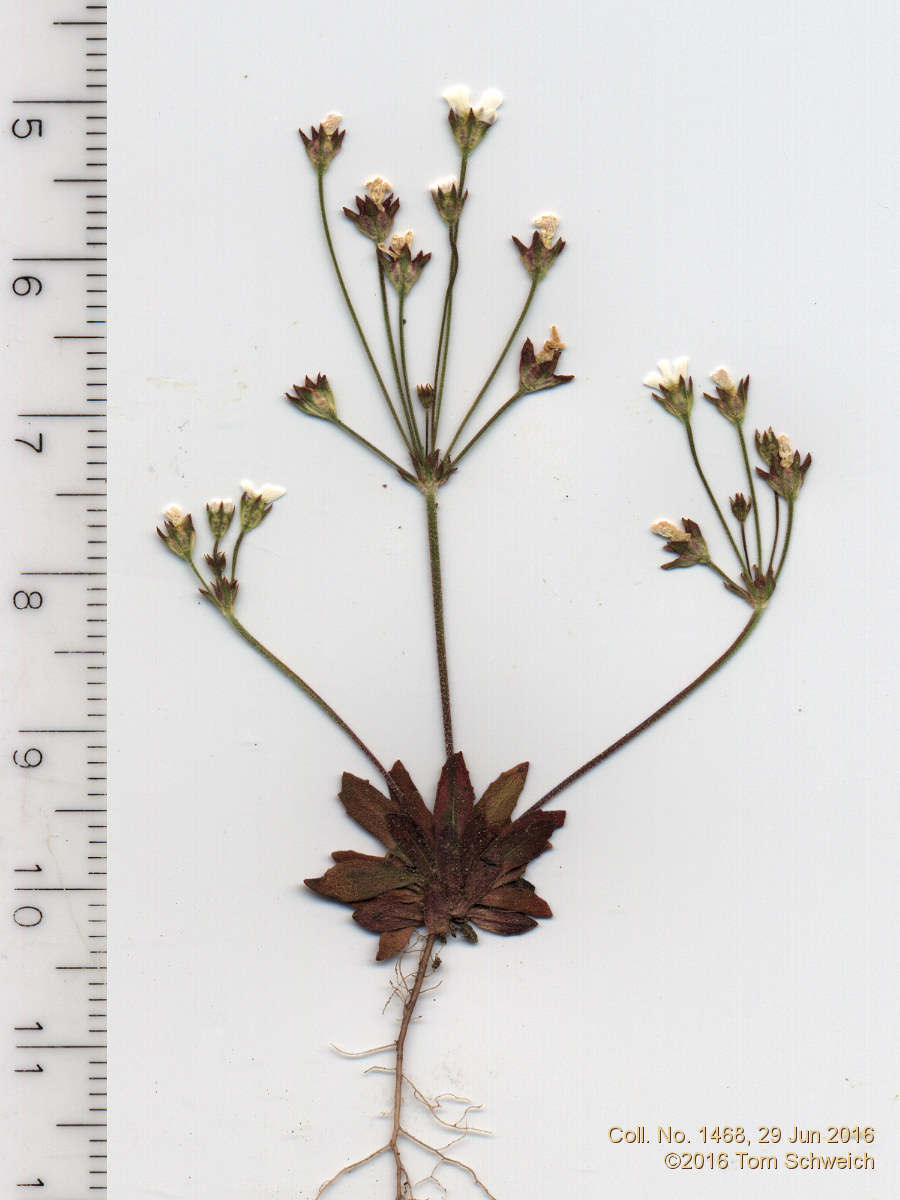 Primulaceae Androsace septentrionalis