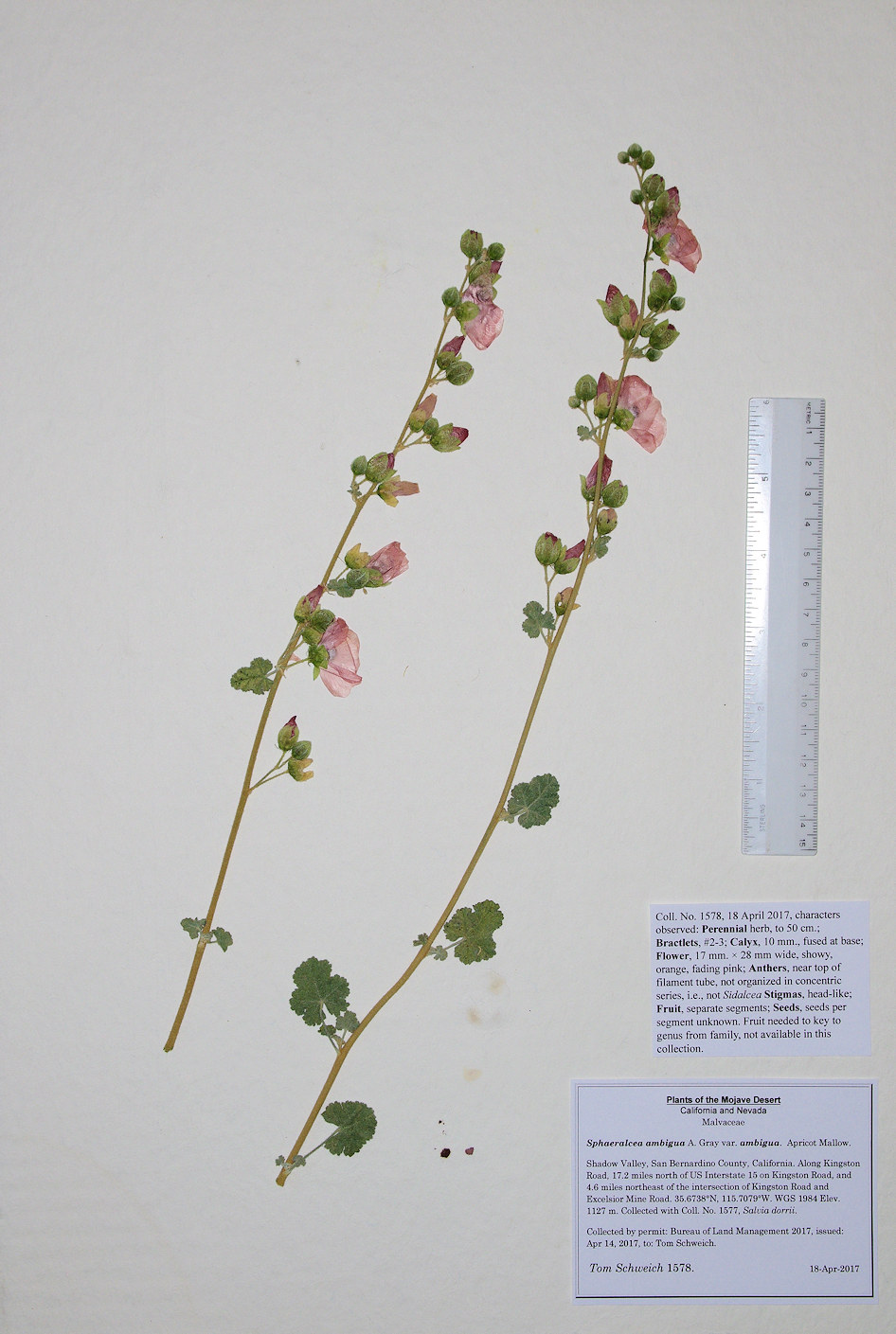 Malvaceae Sphaeralcea ambigua