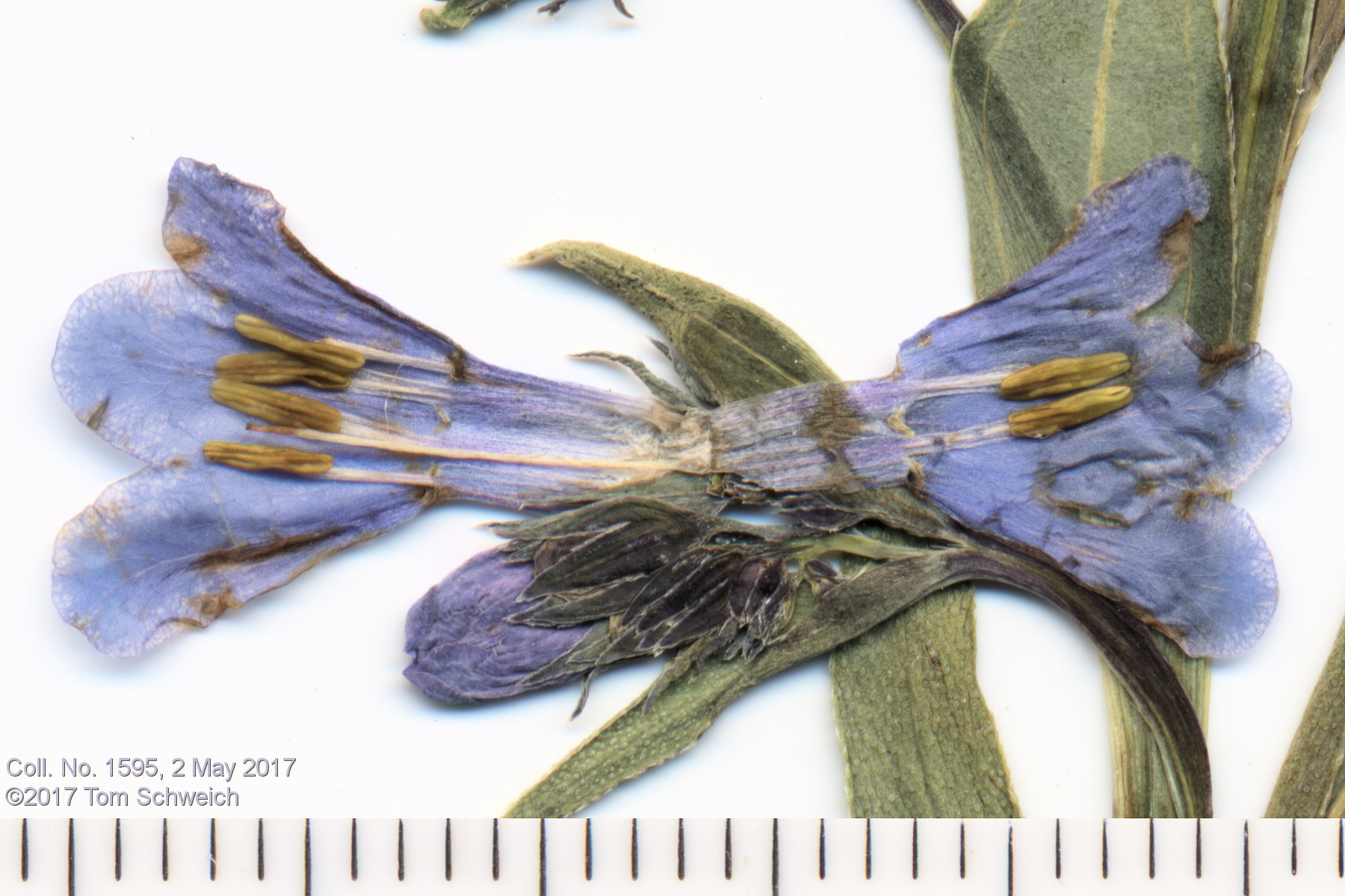 Boraginaceae Mertensia lanceolata