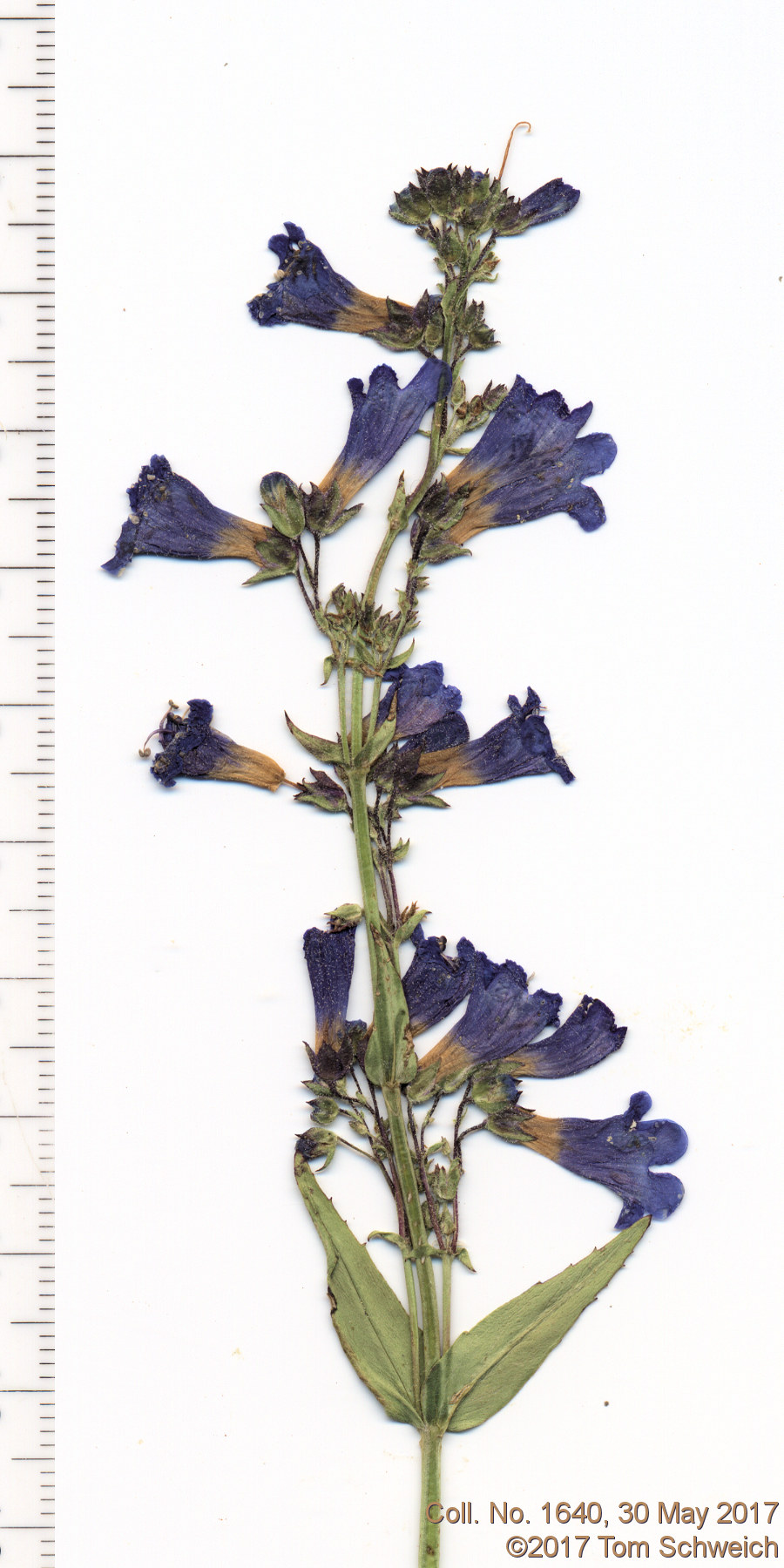 Plantaginaceae Penstemon virens