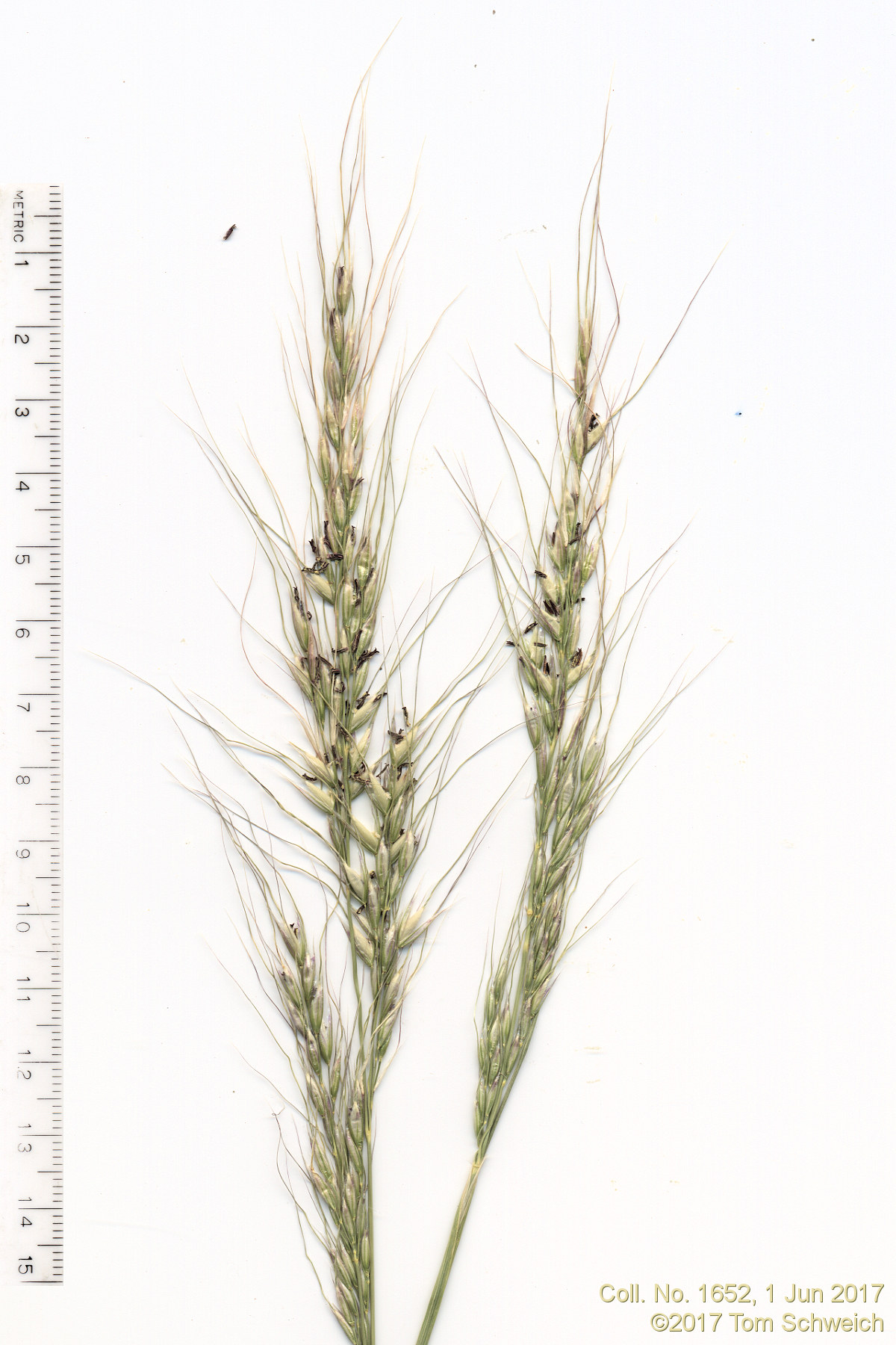 Poaceae Nassella viridula