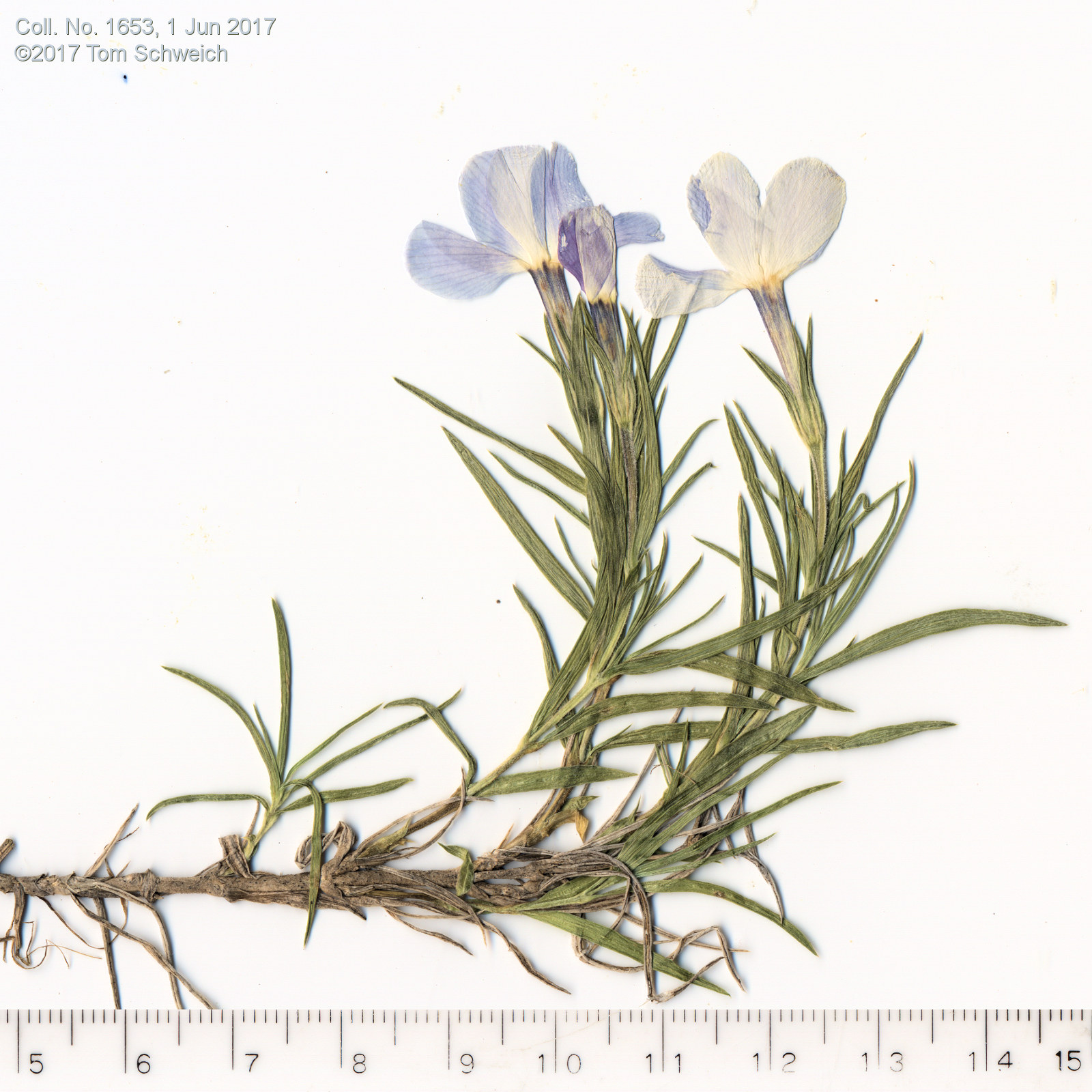 Polemoniaceae Phlox multiflora