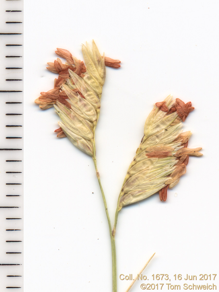 Poaceae Buchloe dactyloides