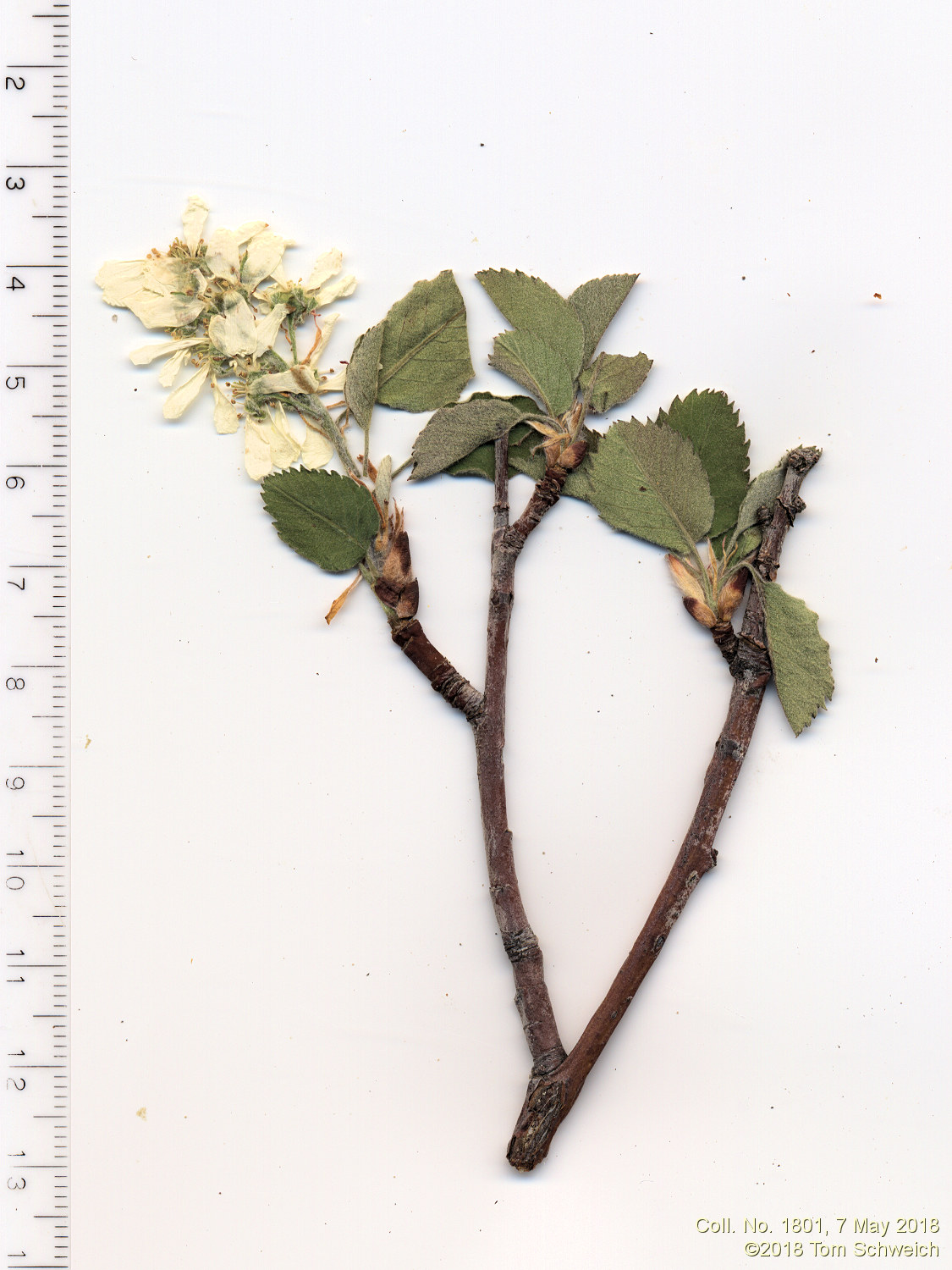 Rosaceae Amelanchier alnifolia