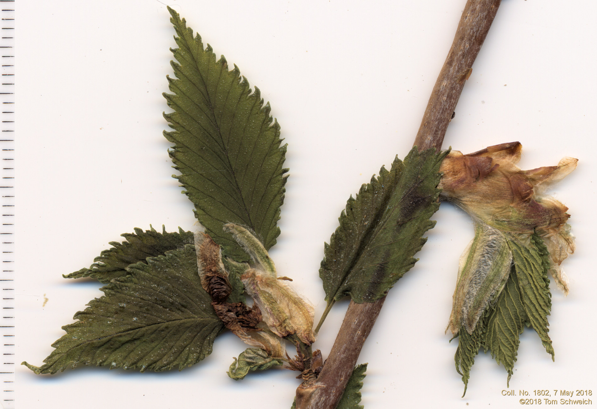 Ulmaceae Ulmus americana