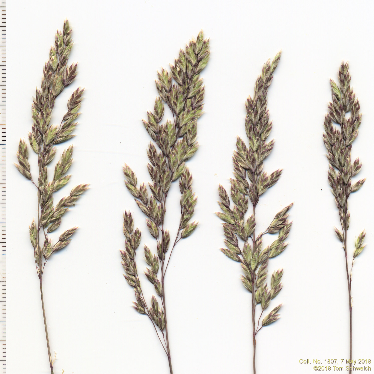 Poaceae Poa fendleriana