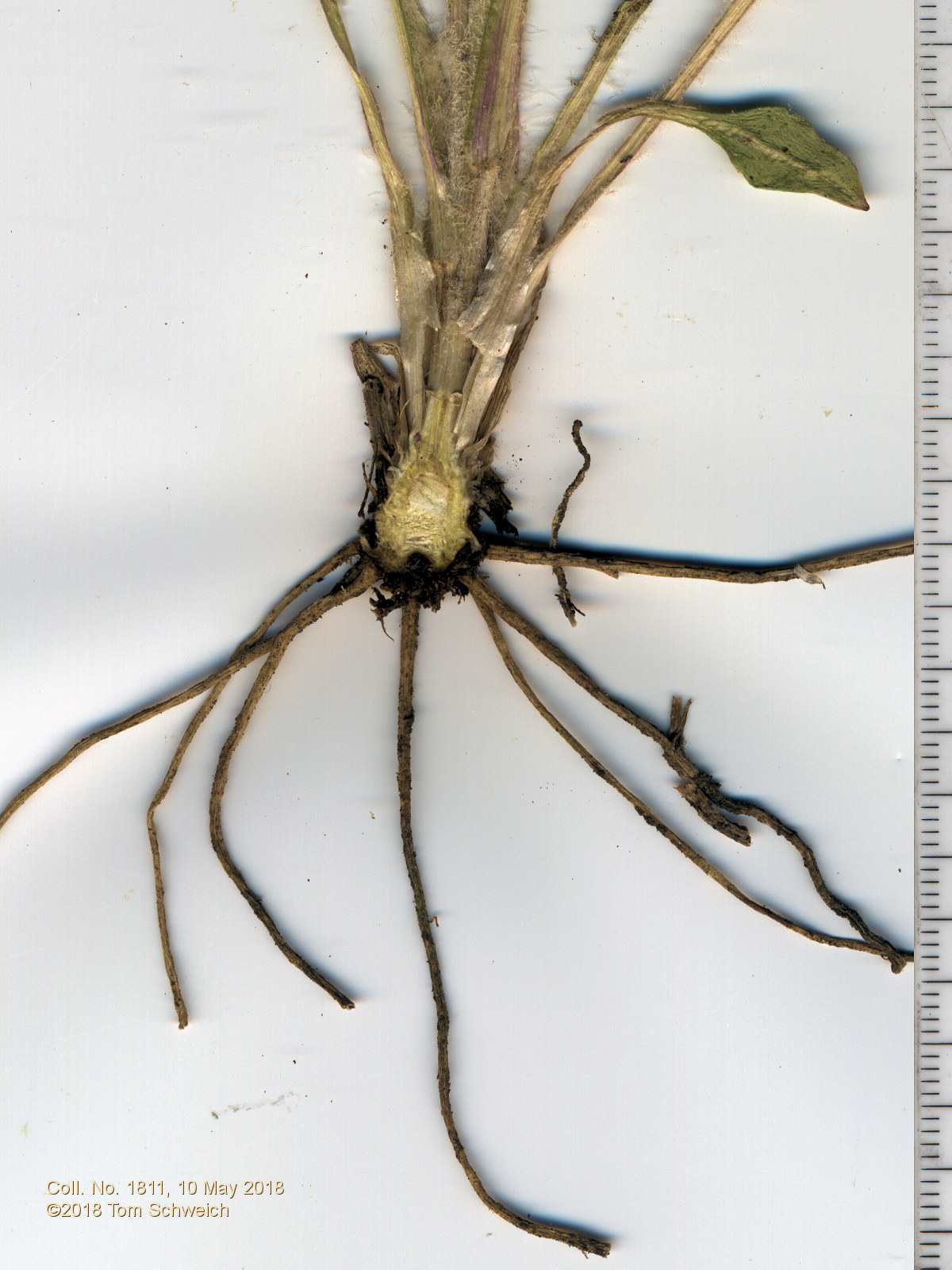 Asteraceae, Senecio integerrimus