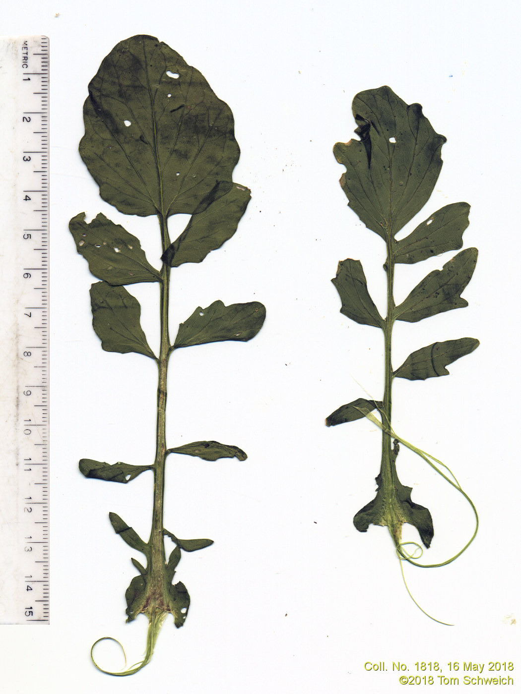 Brassicaceae Barbarea vulgaris