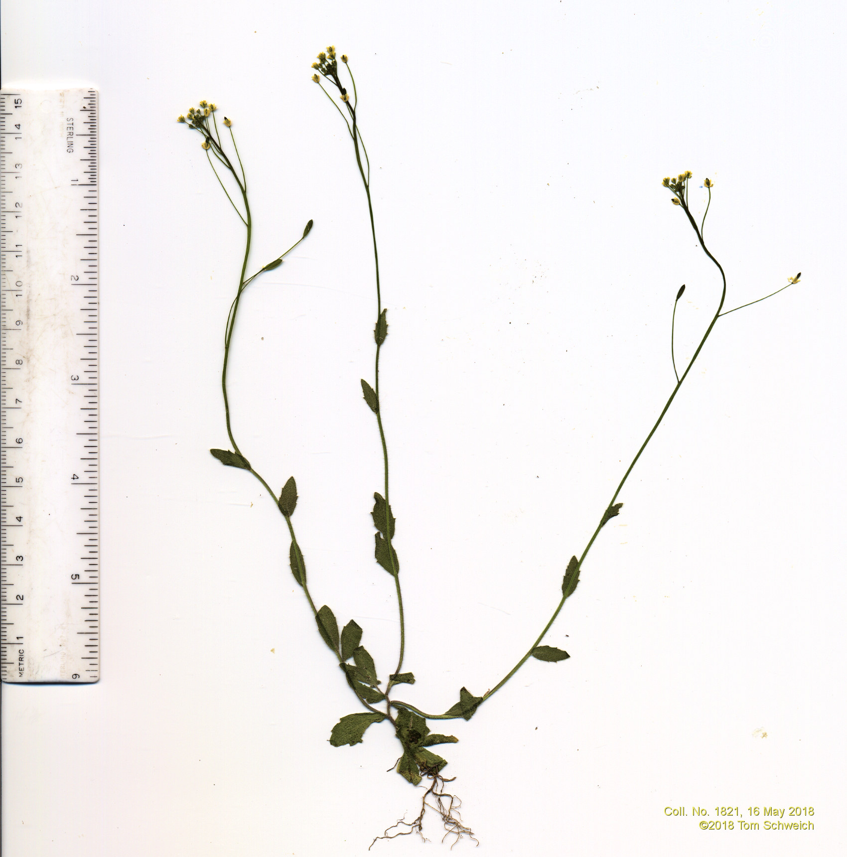 Brassicaceae Draba nemorosa