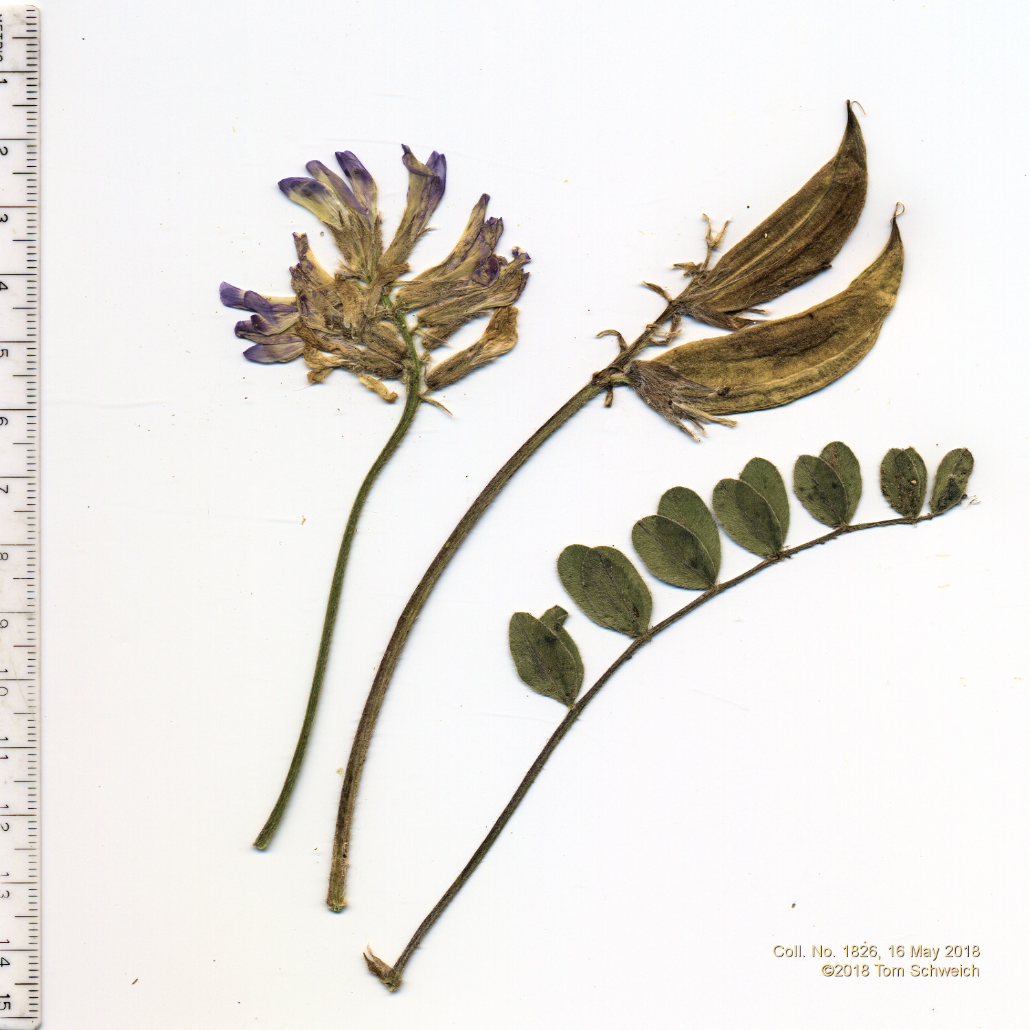 Fabaceae Astragalus shortianus