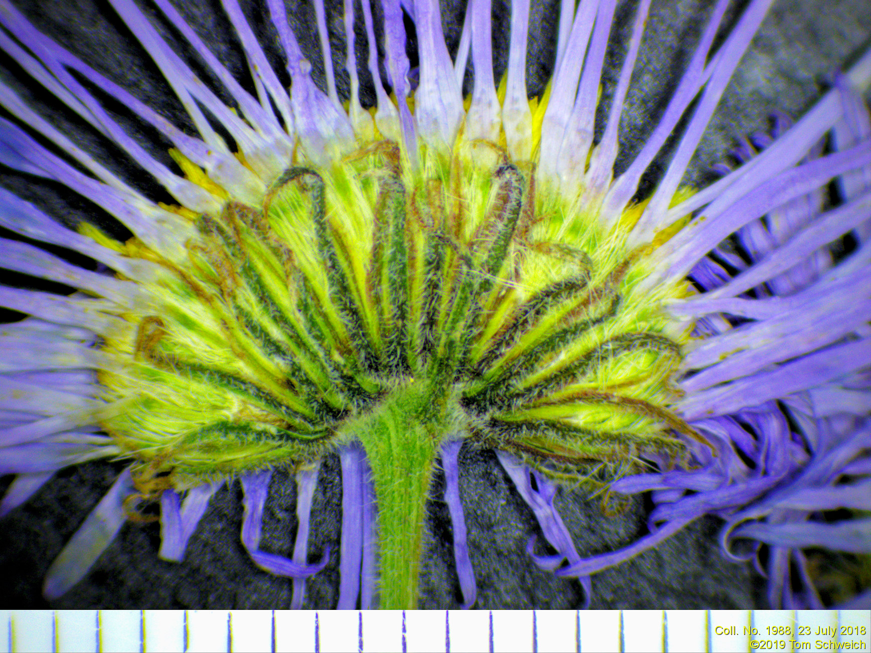 Asteraceae Erigeron subtrinervis