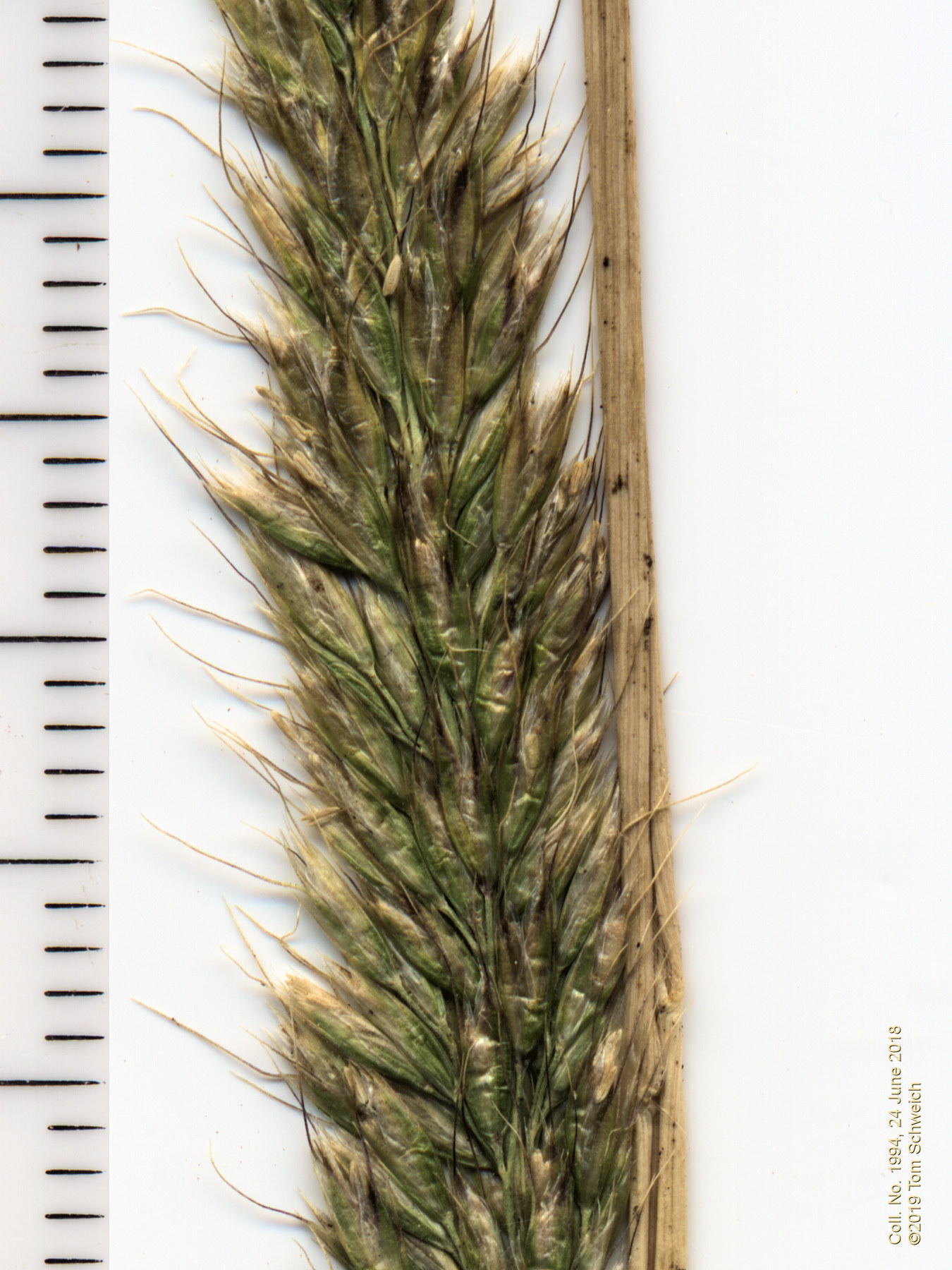 Poaceae Trisetum spicatum