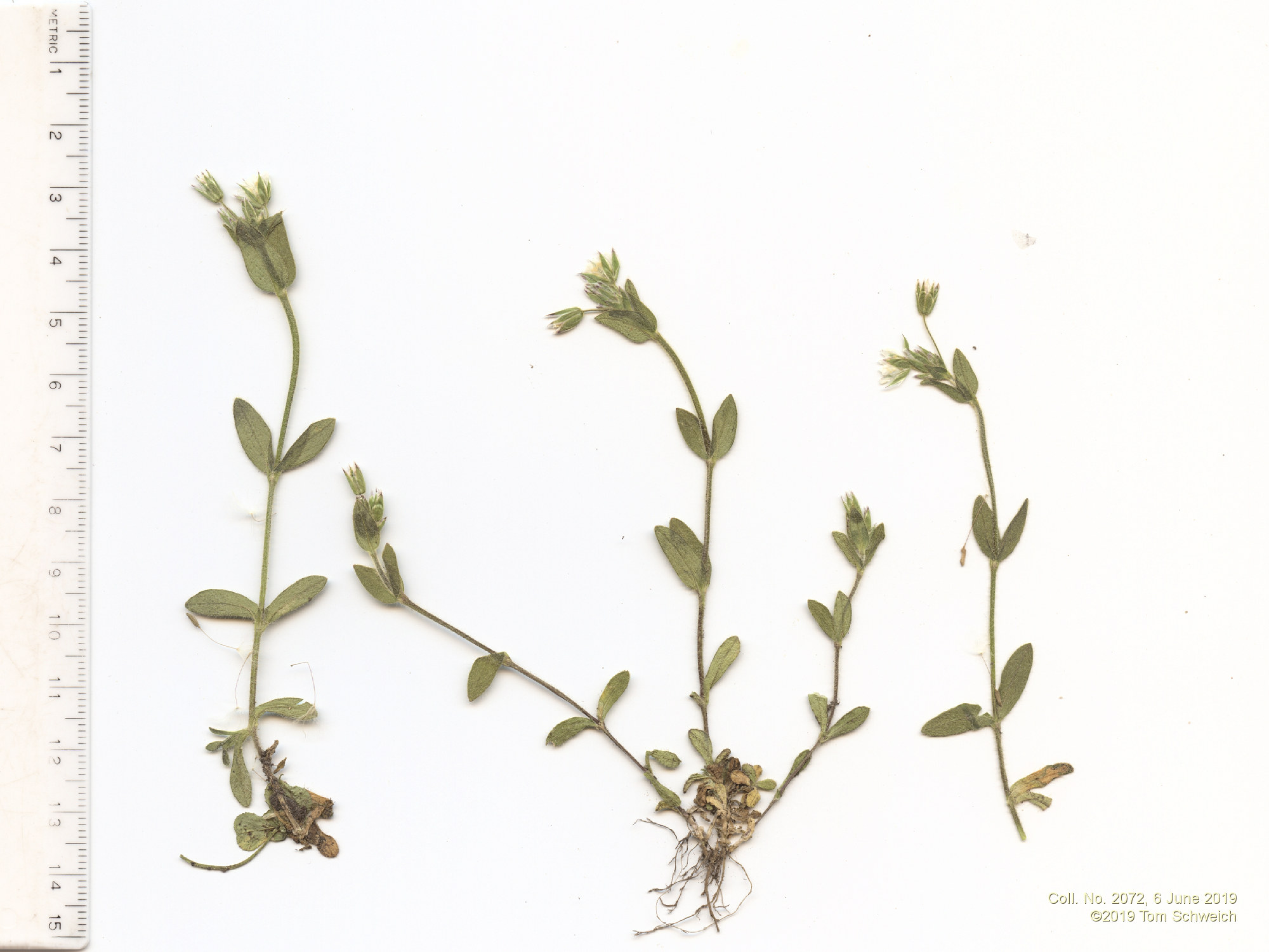 Caryophyllaceae Cerastium fontanum vulgare