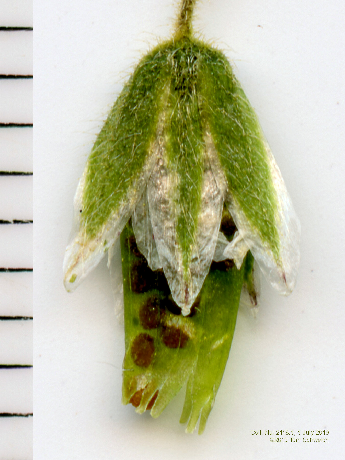 Caryophyllaceae Cerastium brachypodum