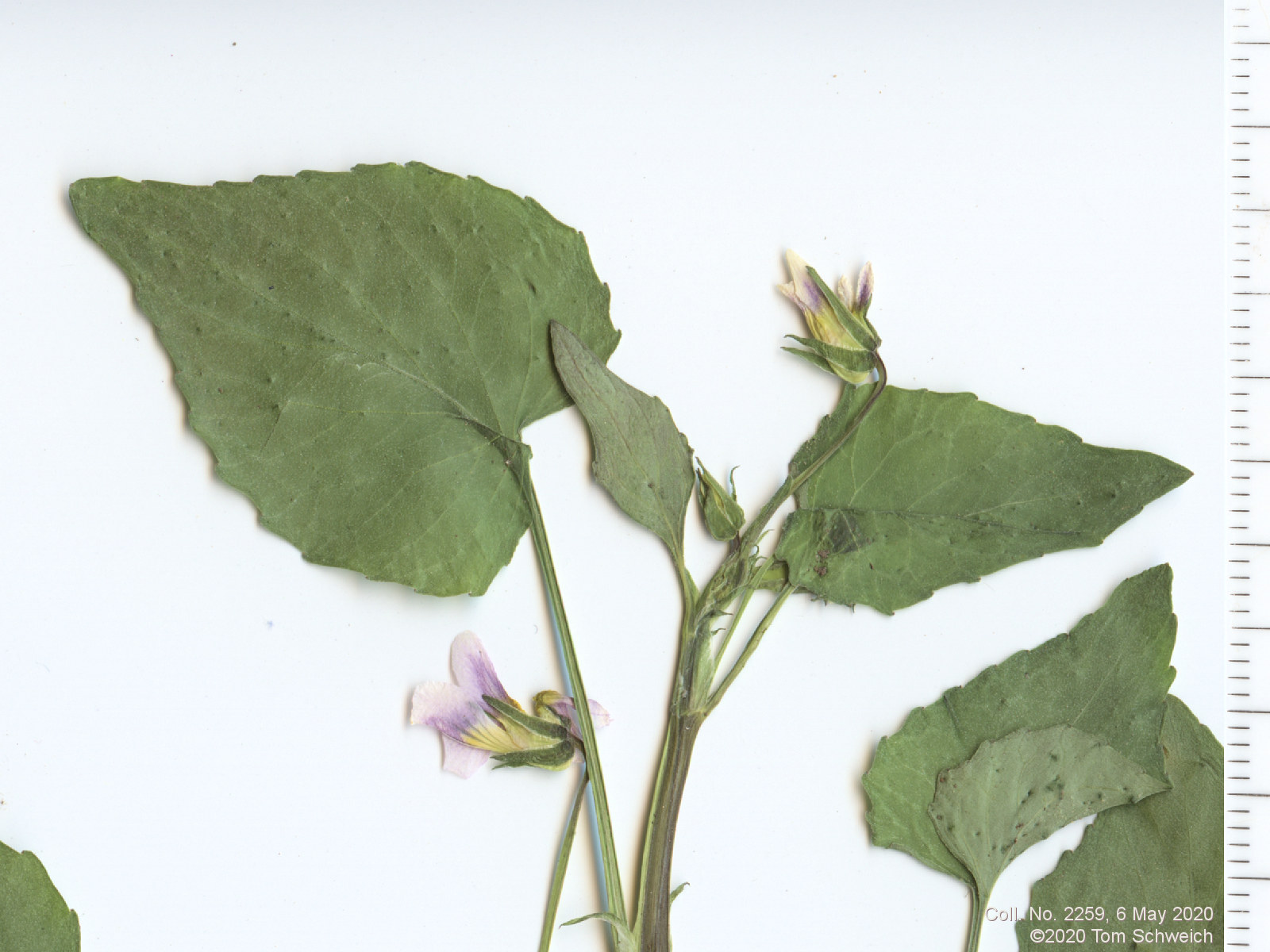 Violaceae Viola canadensis