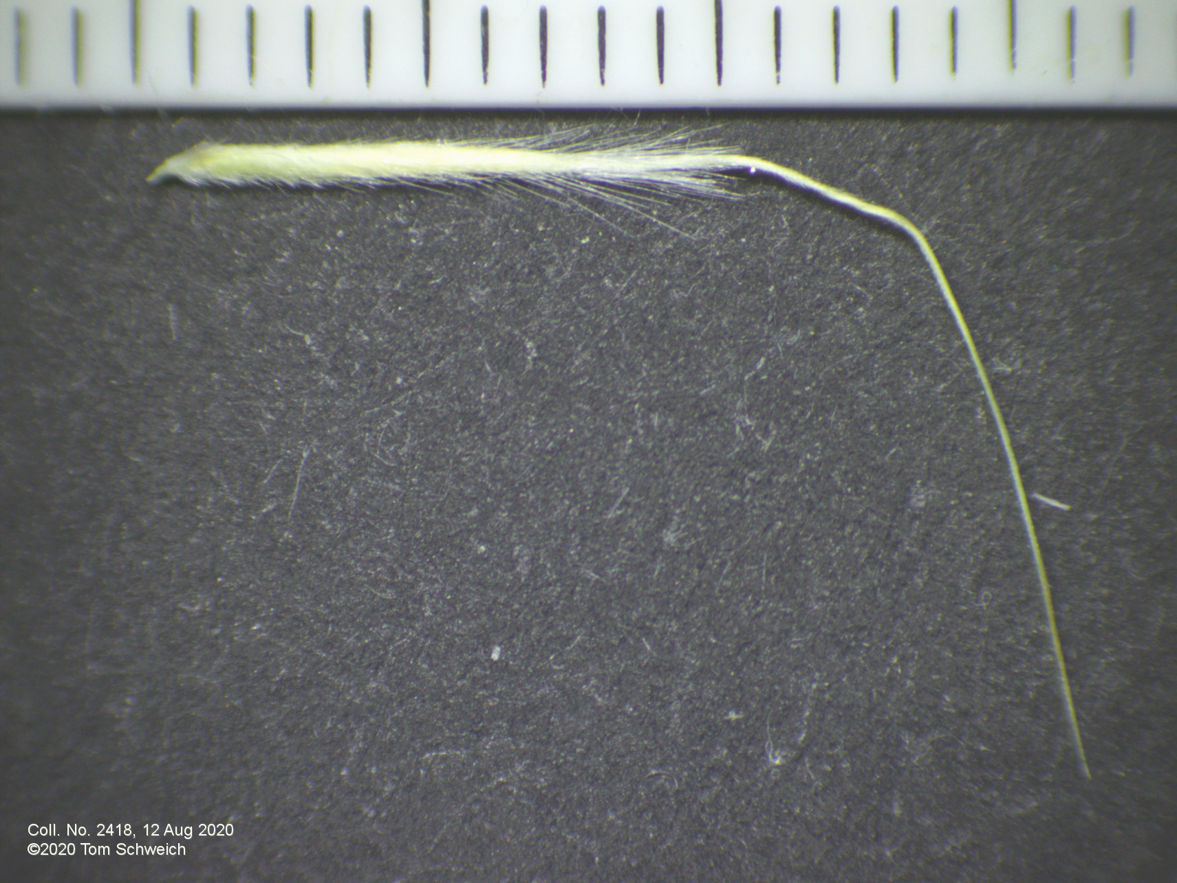 Poaceae Eriocoma scribneri