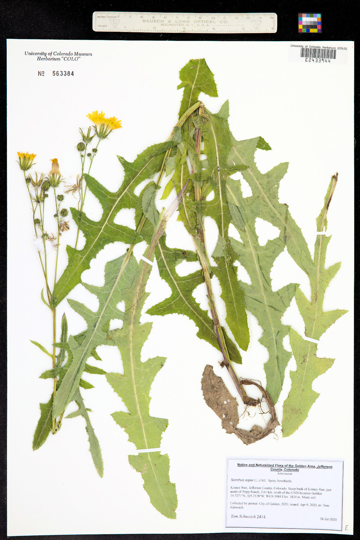 Asteraceae Sonchus asper