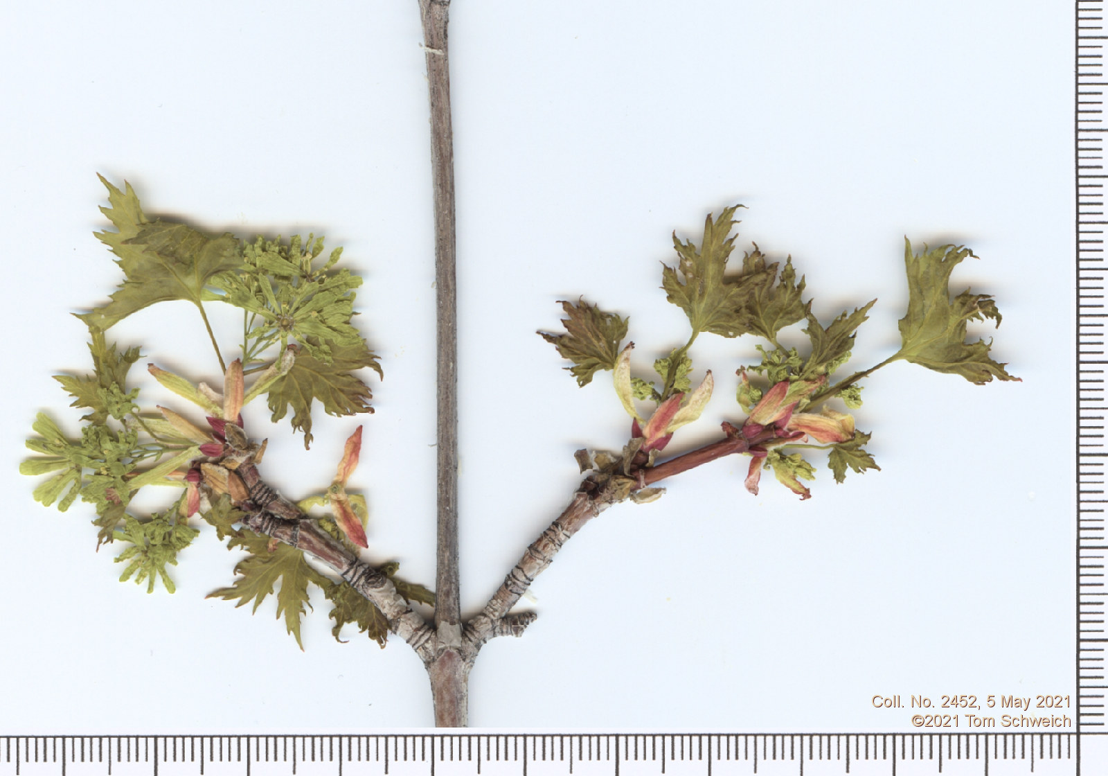 Sapinadaceae Acer glabrum