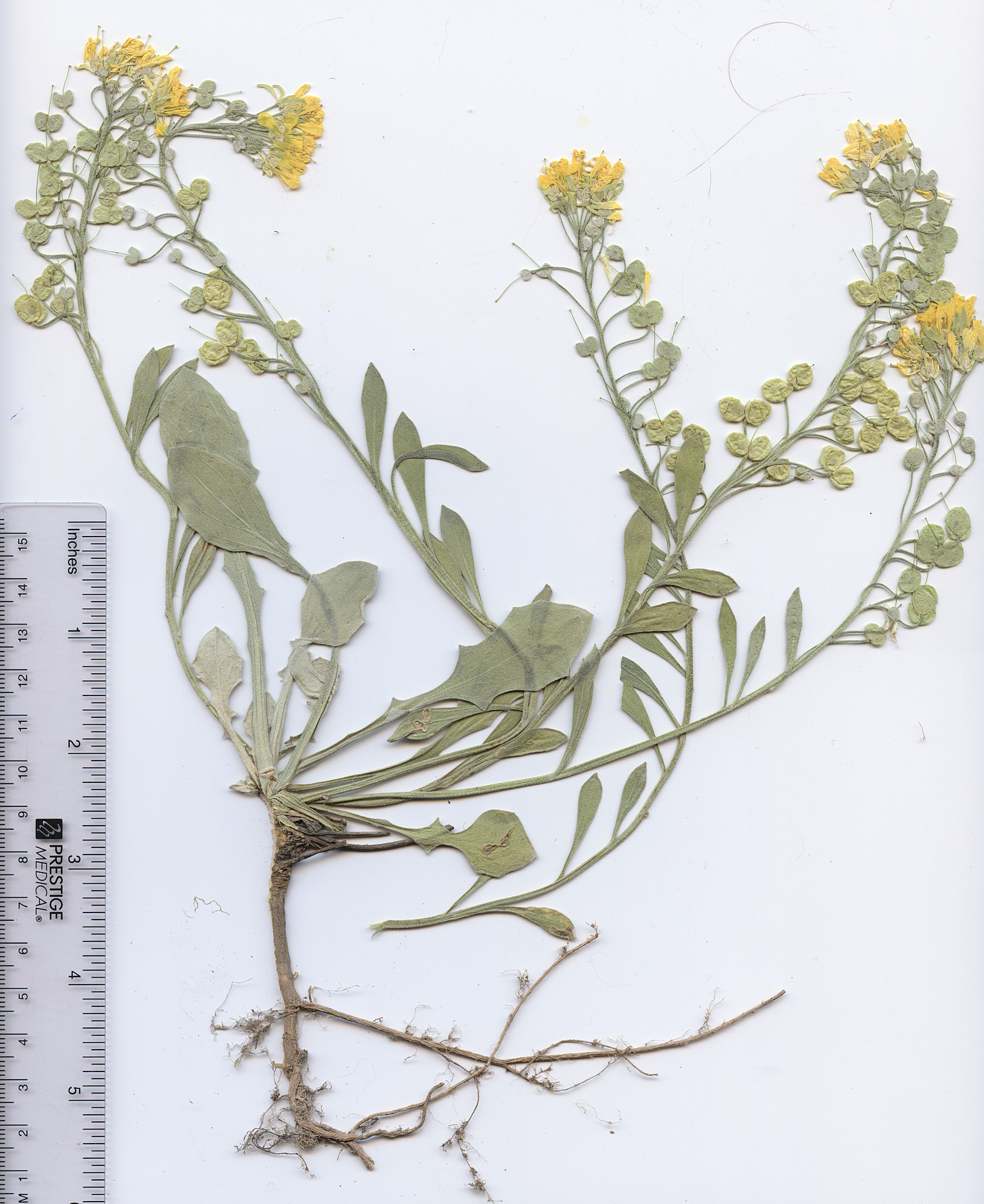 Brassicaceae Physaria vitulifera × bellii