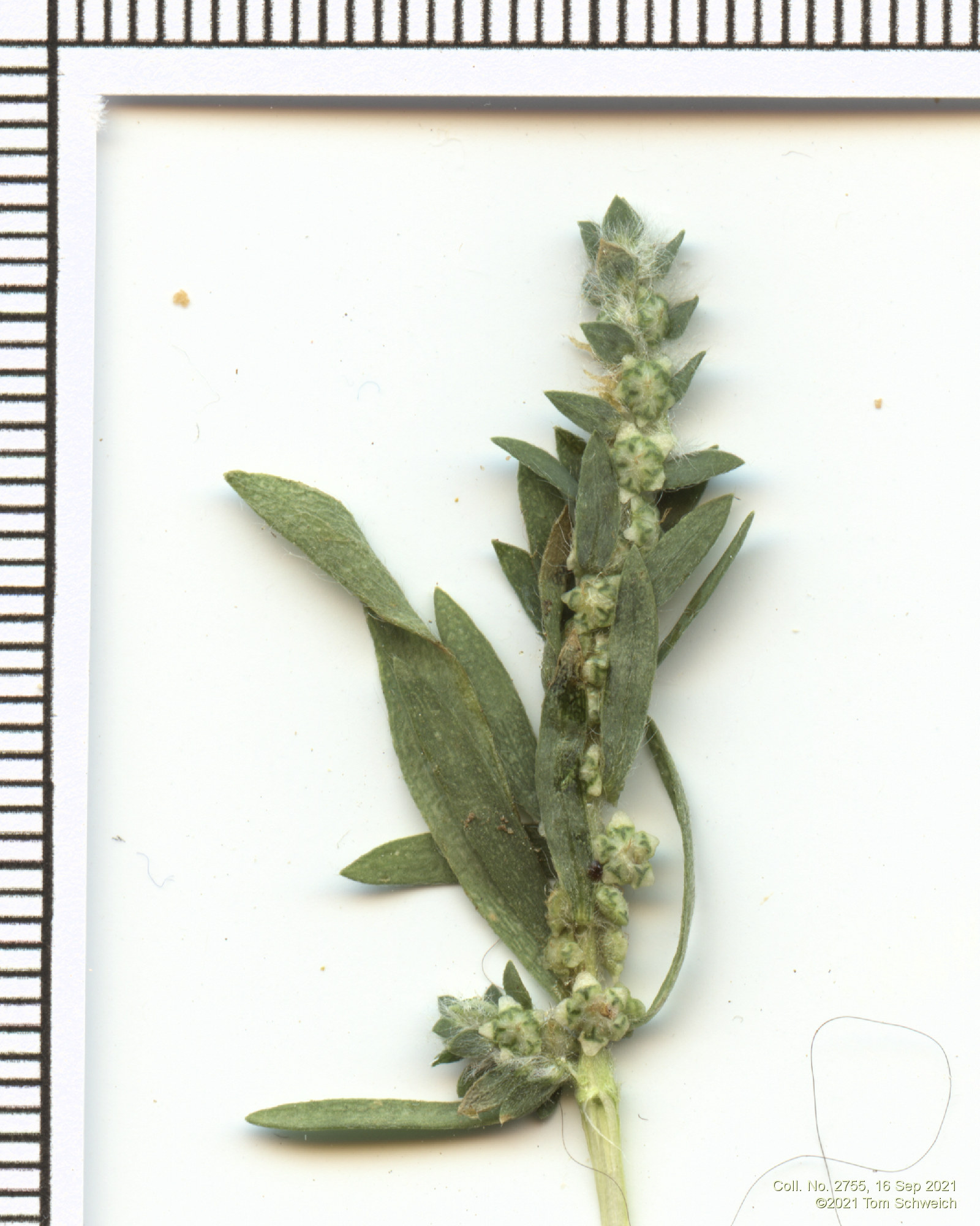 Amaranthaceae Kochia scoparia