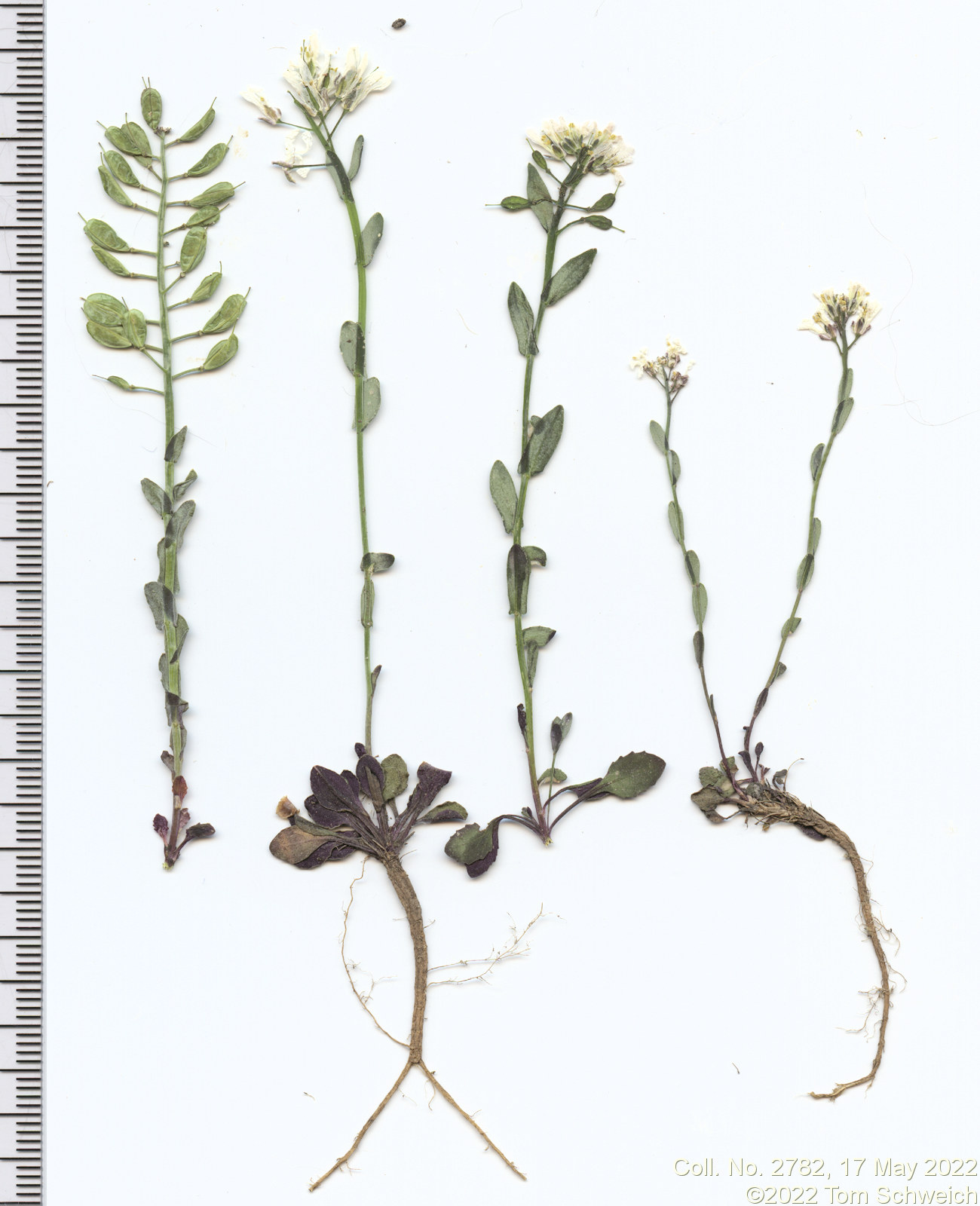 Brassicaceae Noccaea fendleri glauca