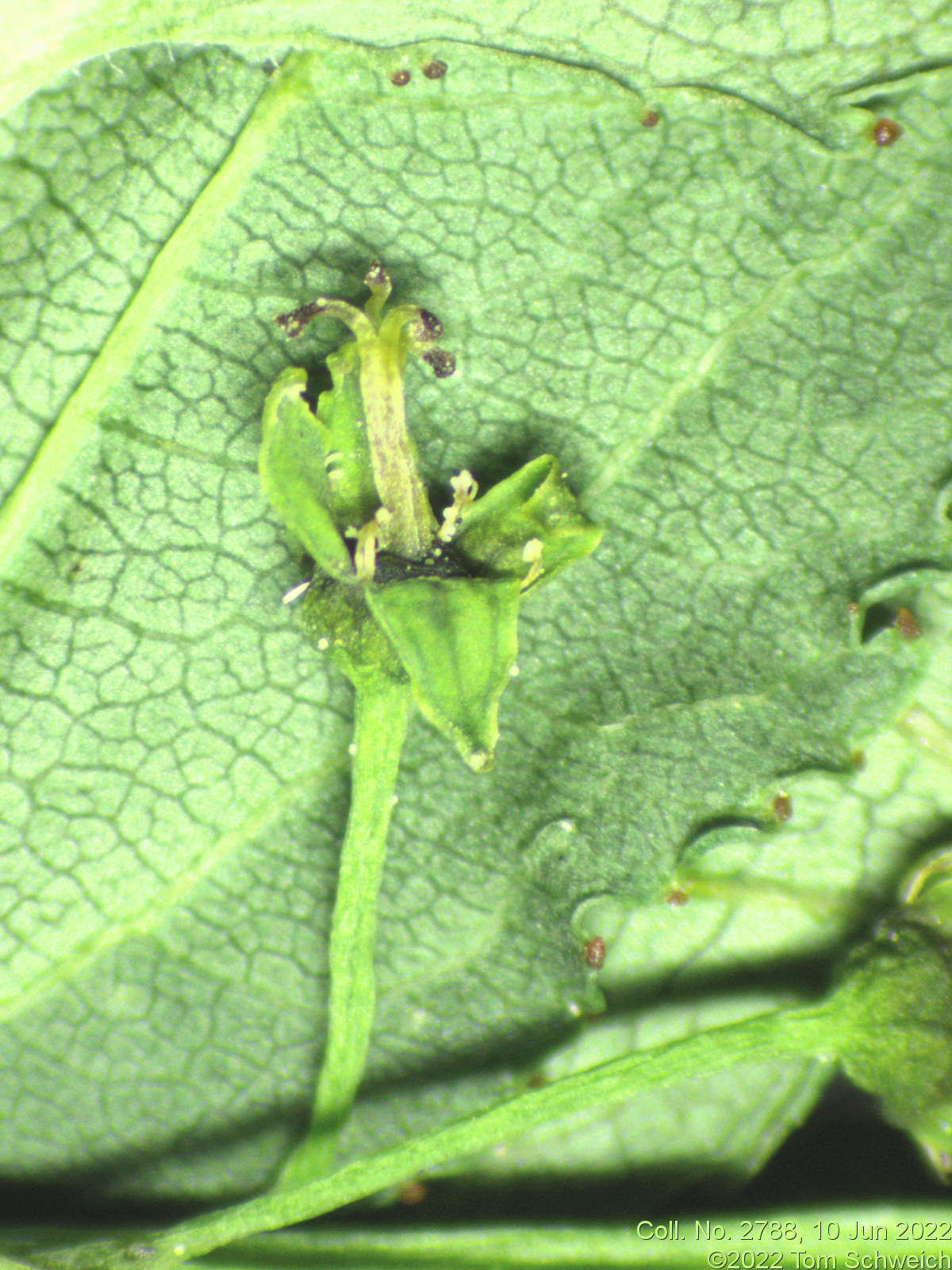 Rhamnaceae Rhamnus cathartica