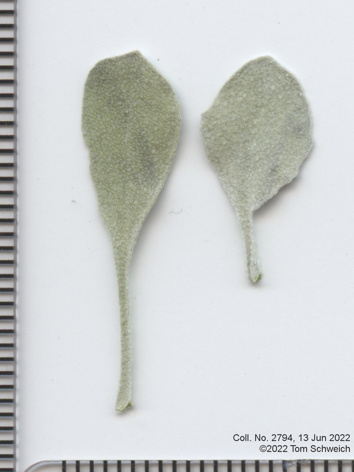 Brassicaceae Physaria vitulifera
