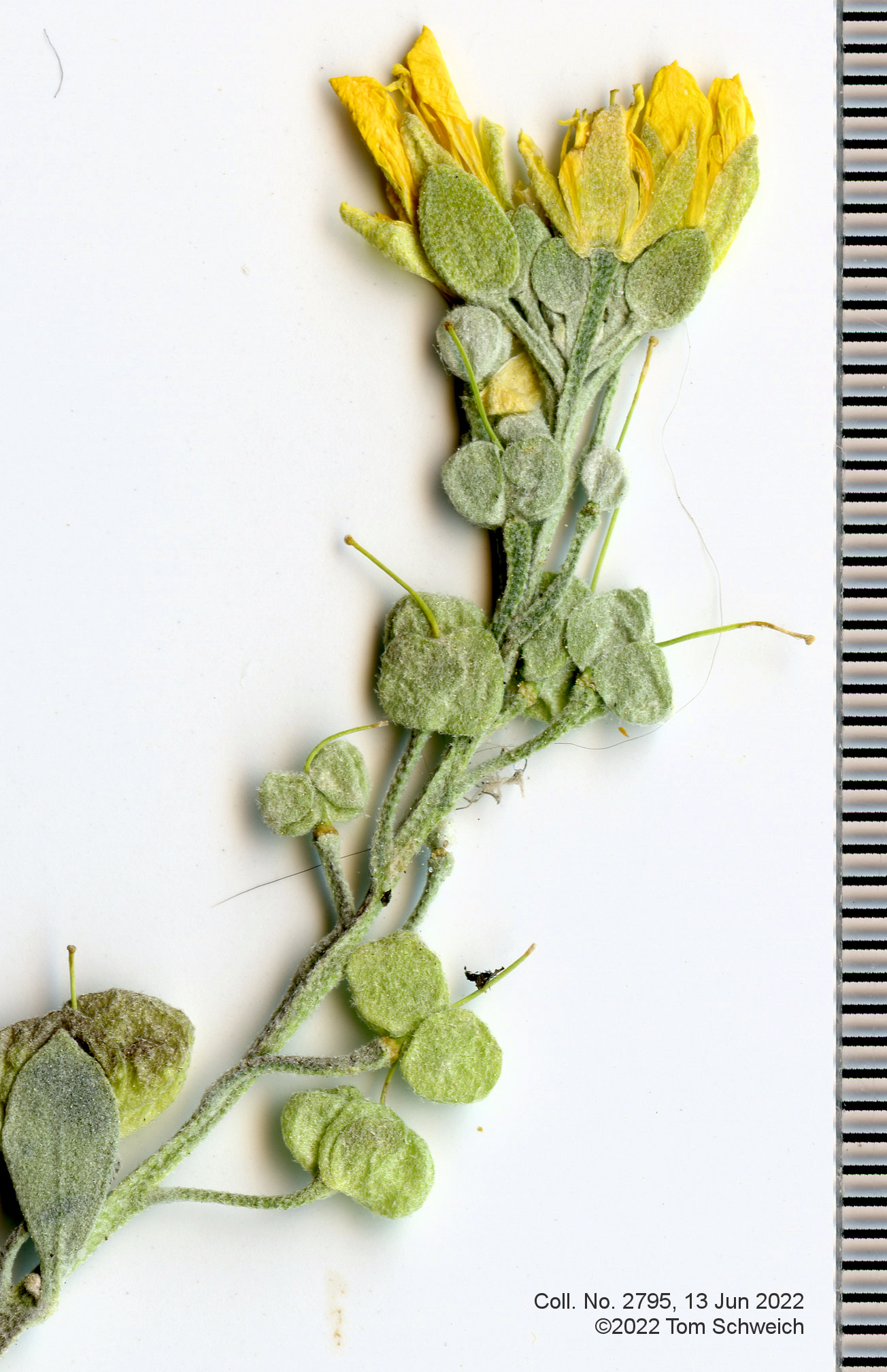 Brassicaceae Physaria vitulifera