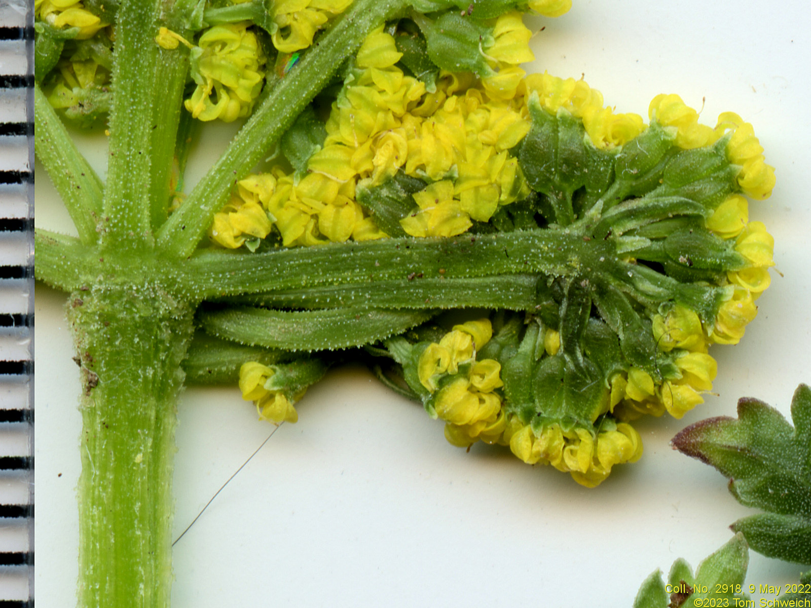 Apiaceae Musineon divaricatum