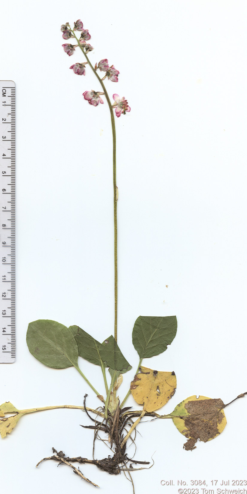 Ericaceae Pyrola asarifolia
