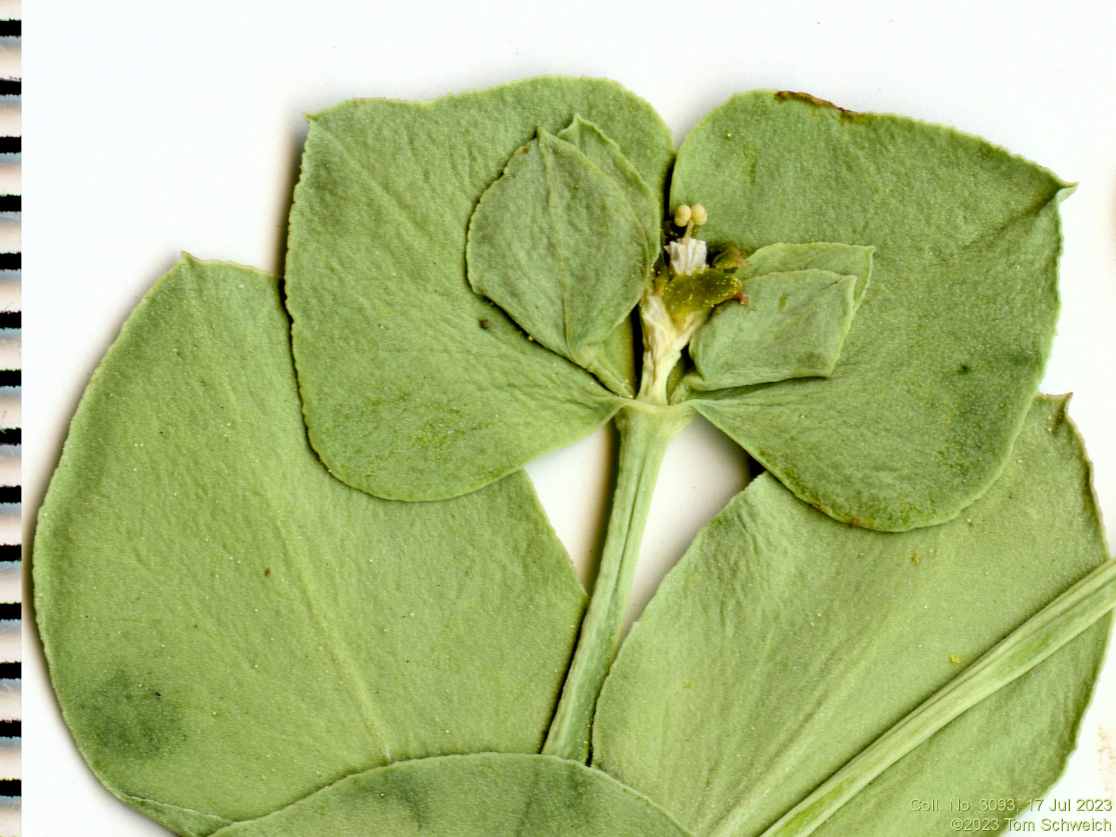 Euphorbiaceae Euphorbia brachycera