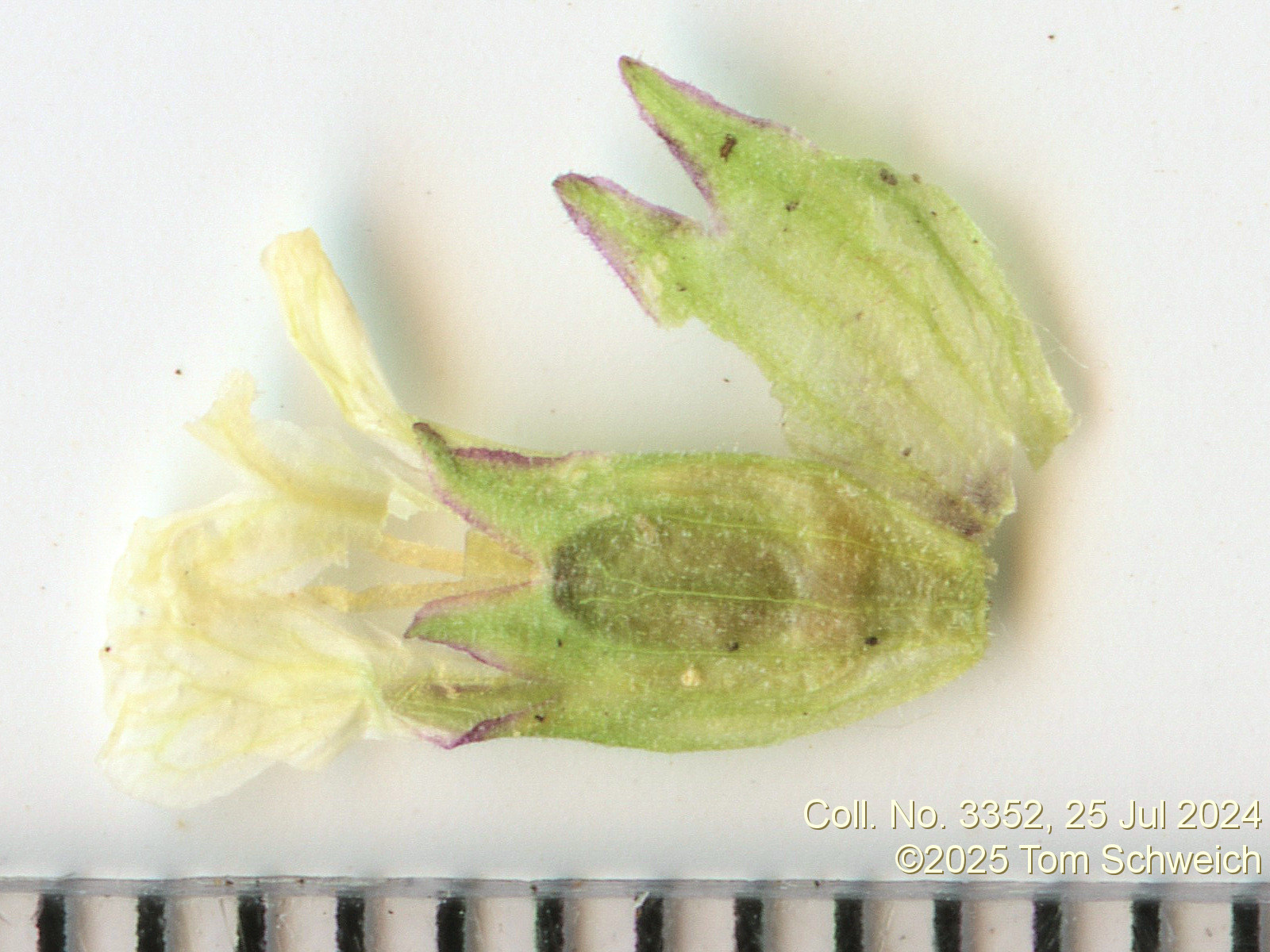 Caryophyllaceae Silene menziesii