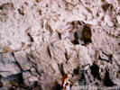 Full Size Image