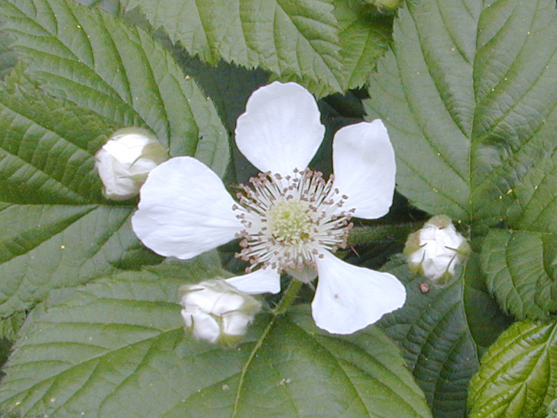 Olallie Berries in my backyard.