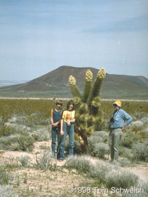 Joshua tree, Yucca brevifolia, Kelbaker Road, Mojave National Preserve