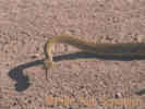 Full Size Image