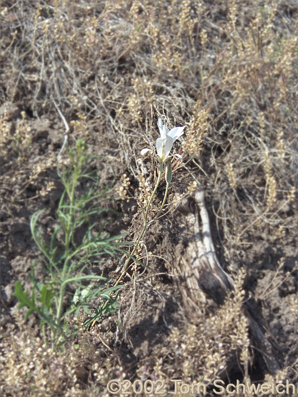 <I>Calochortus</I> growing alongside the road.