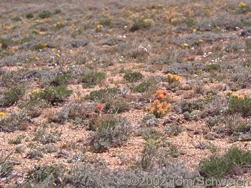 Wind-clipped vegetation in Harrison Pass.
