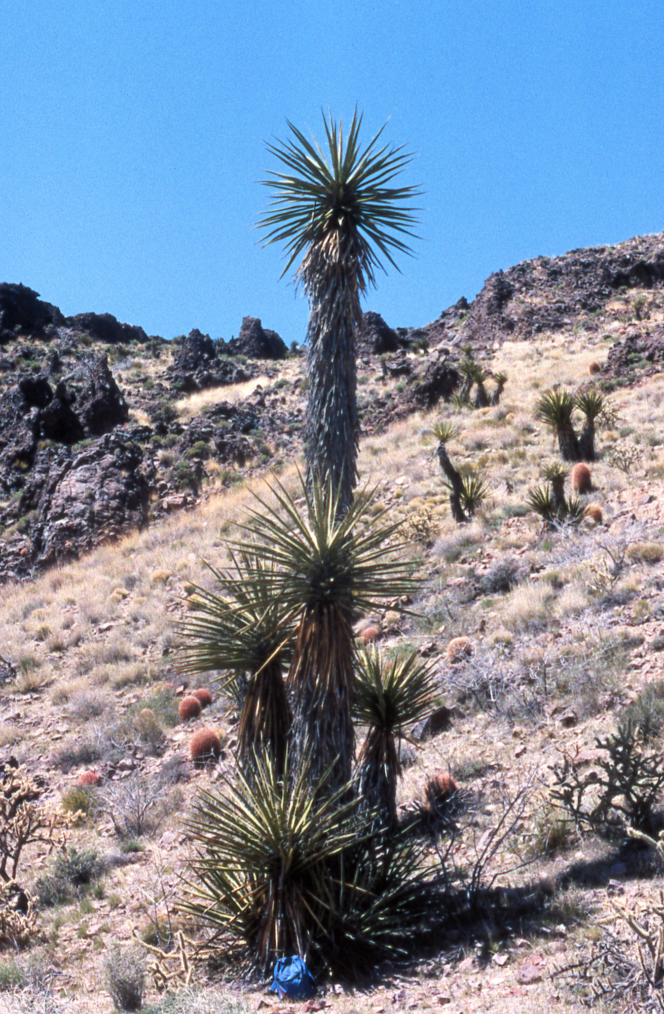 Agavaceae Yucca baccata