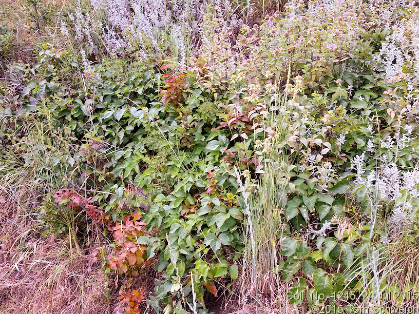 Lamiaceae Monarda fistulosa
