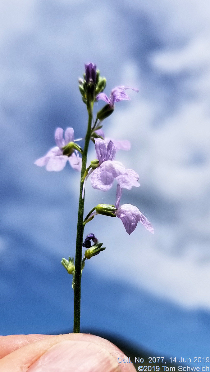 Plantaginaceae Linaria canadensis texana