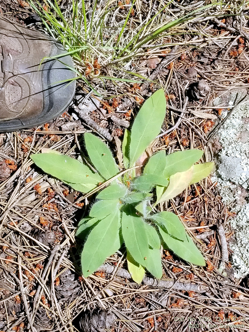 Asteraceae, Hieracium albiflorum