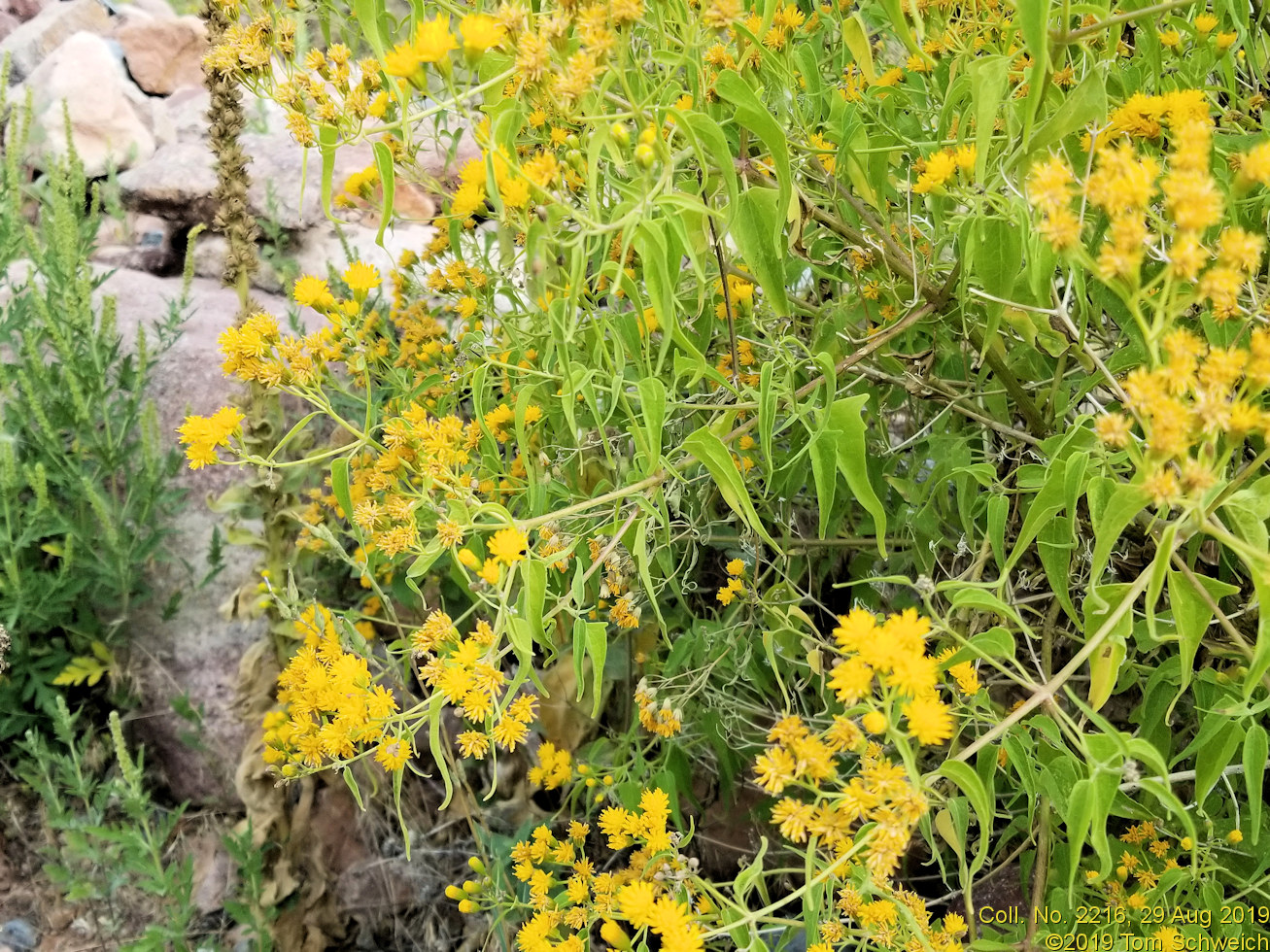 Asteraceae, Pericome caudata