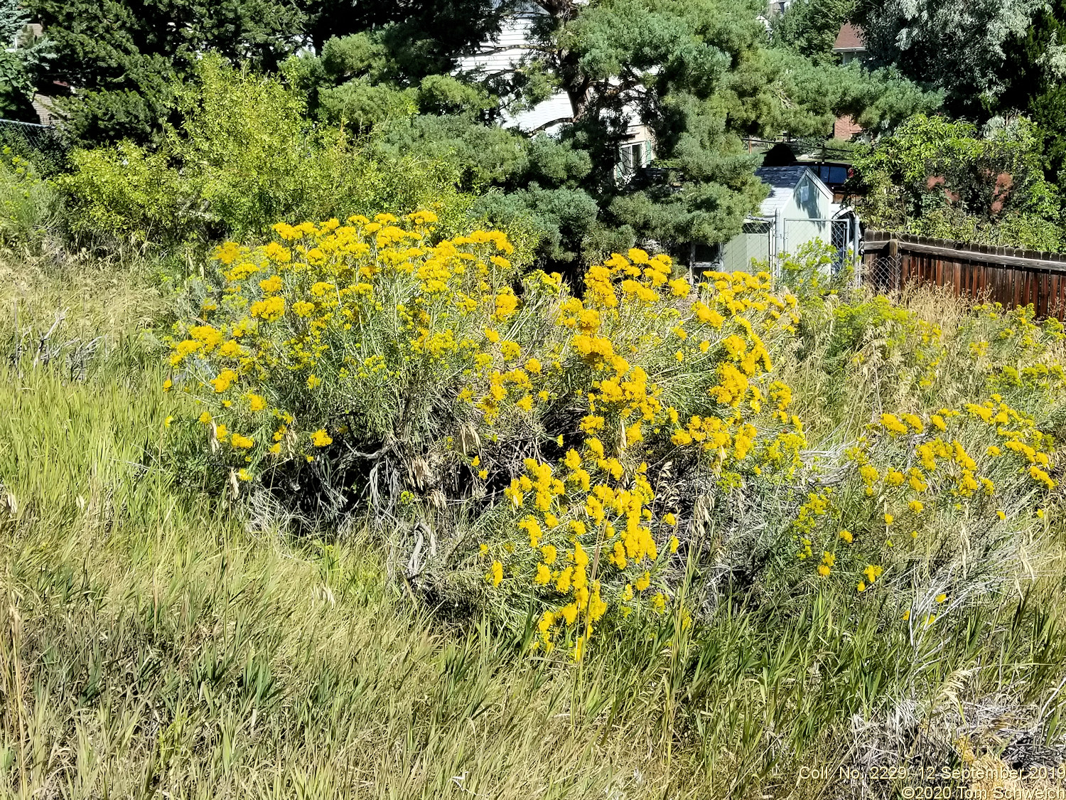 Asteraceae, Ericameria nauseosa graveolens