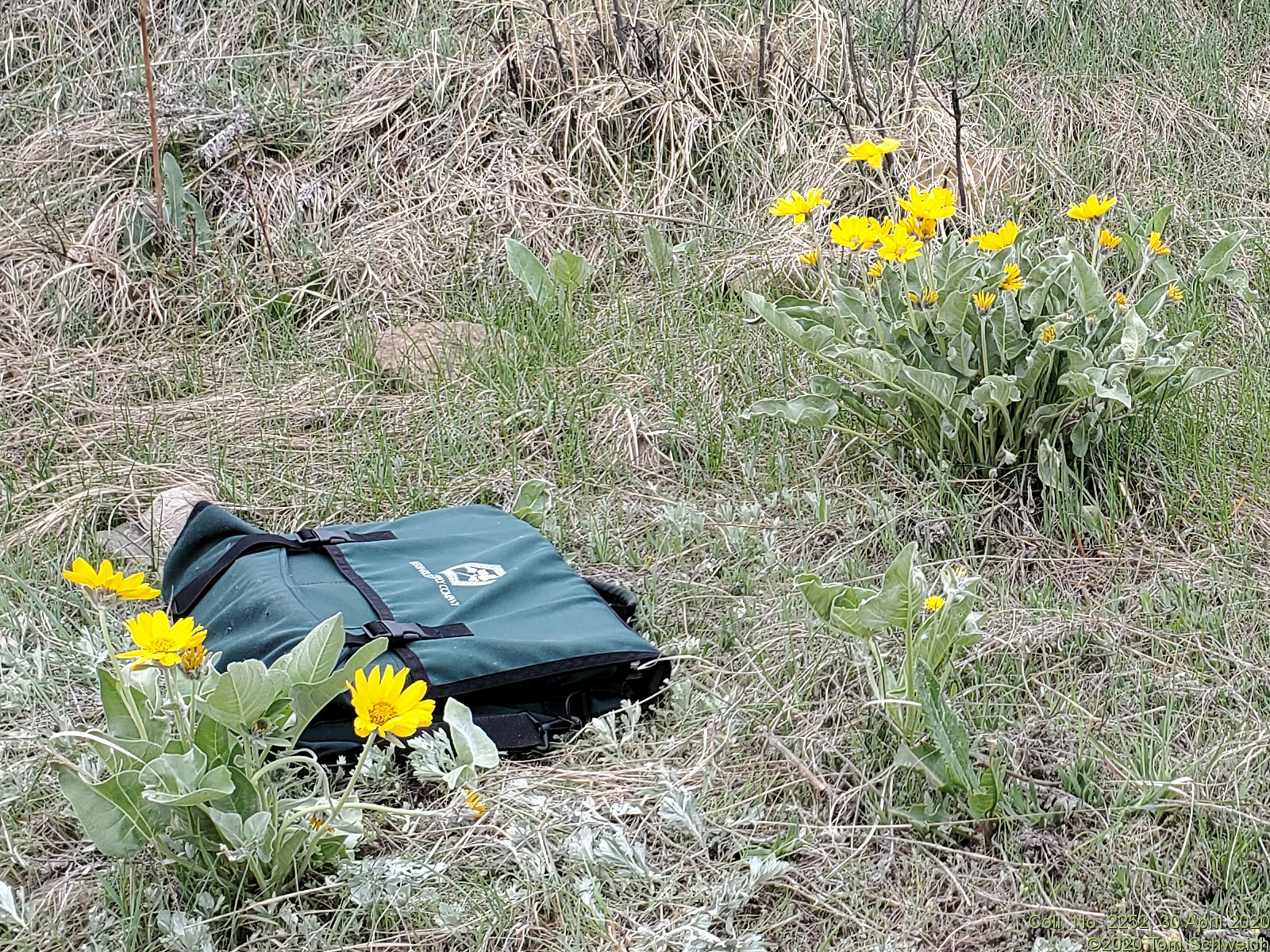 Asteraceae, Balsamorhiza sagittata