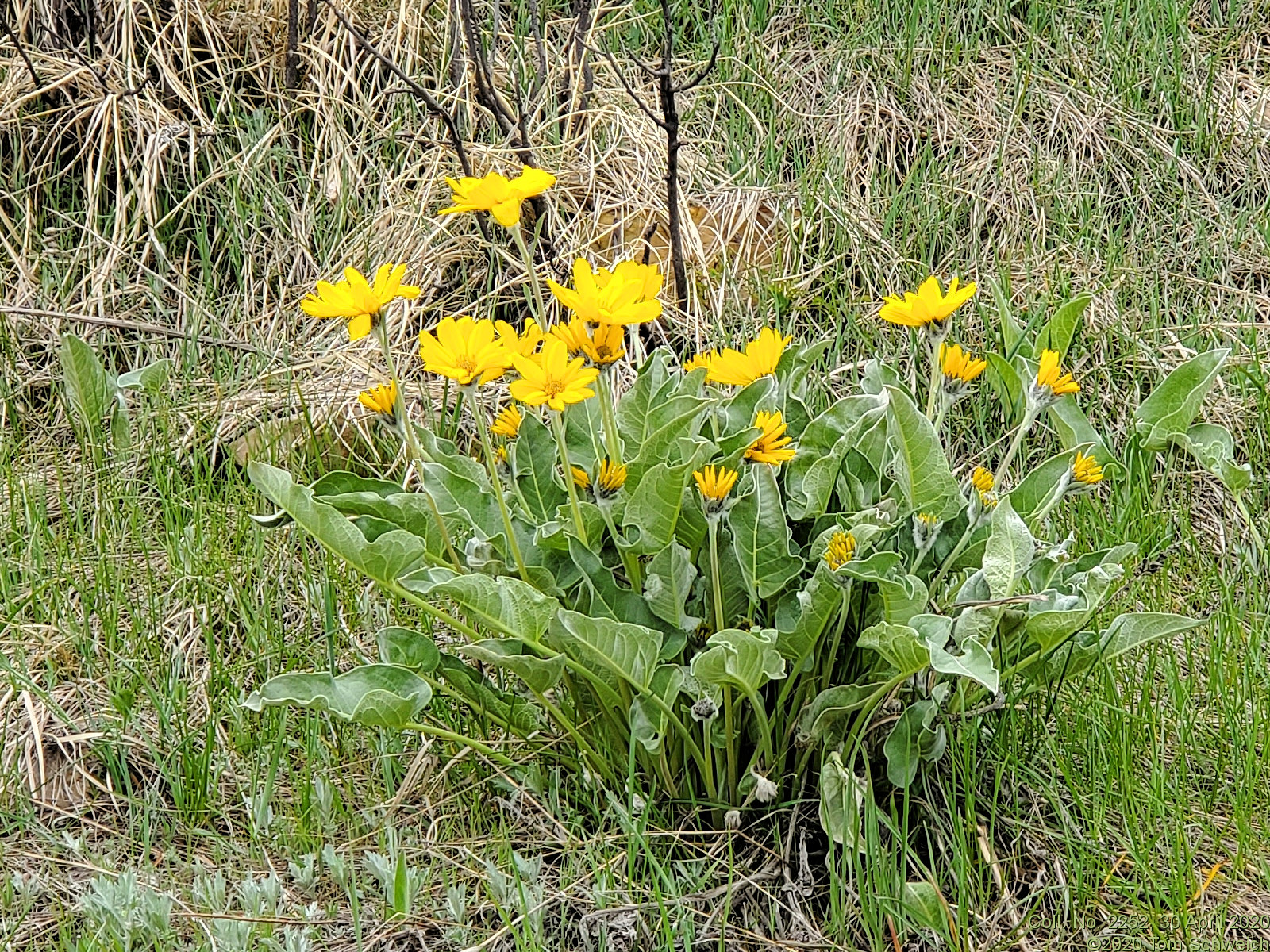Asteraceae, Balsamorhiza sagittata