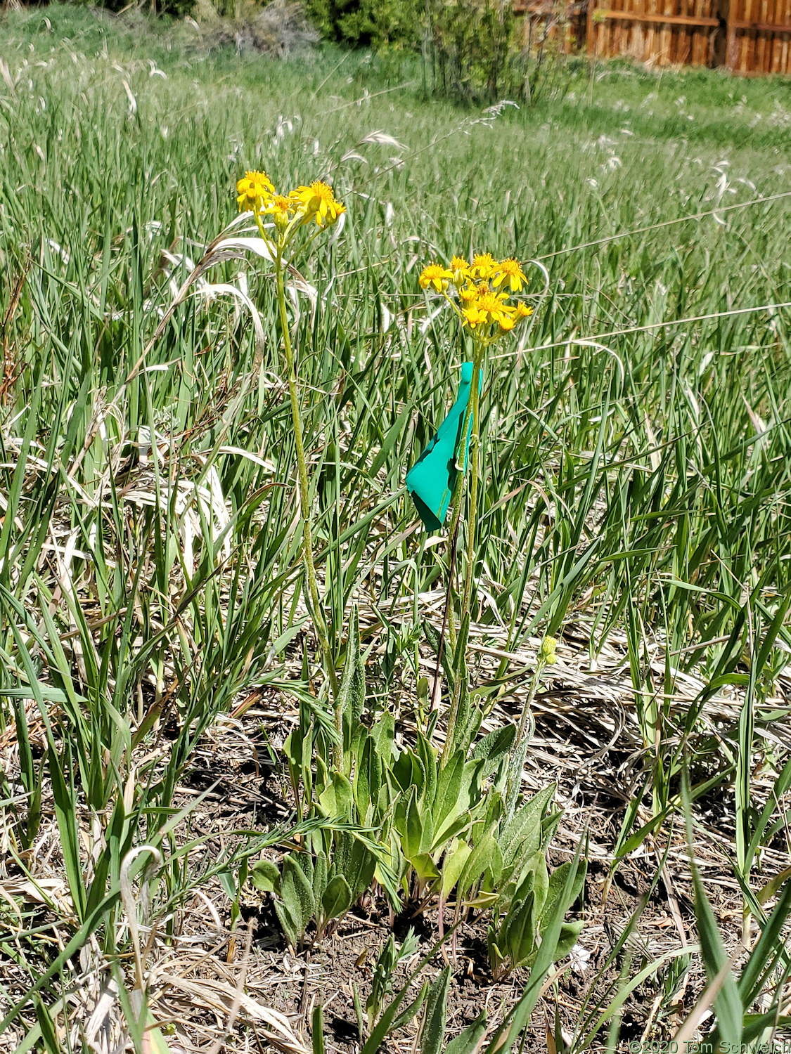 Asteraceae, Senecio integerrimus