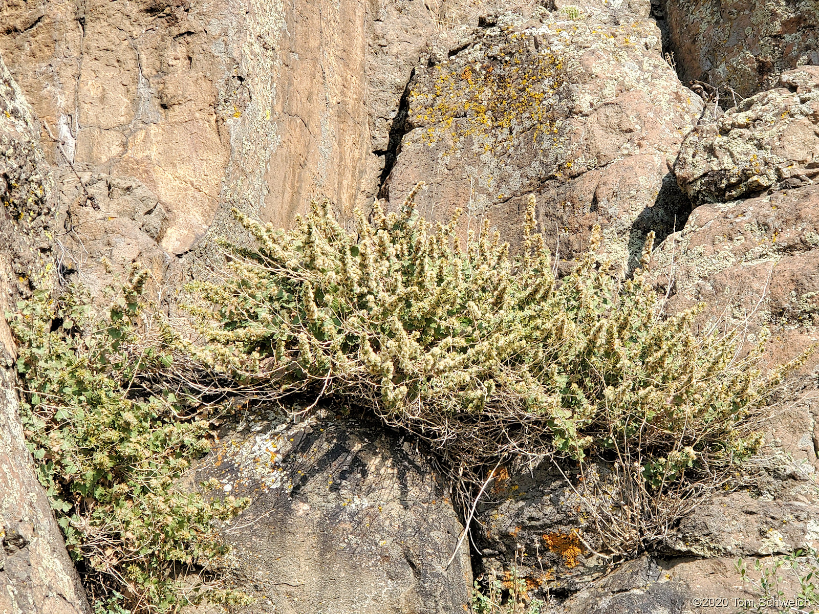 Asteraceae, Brickellia californica
